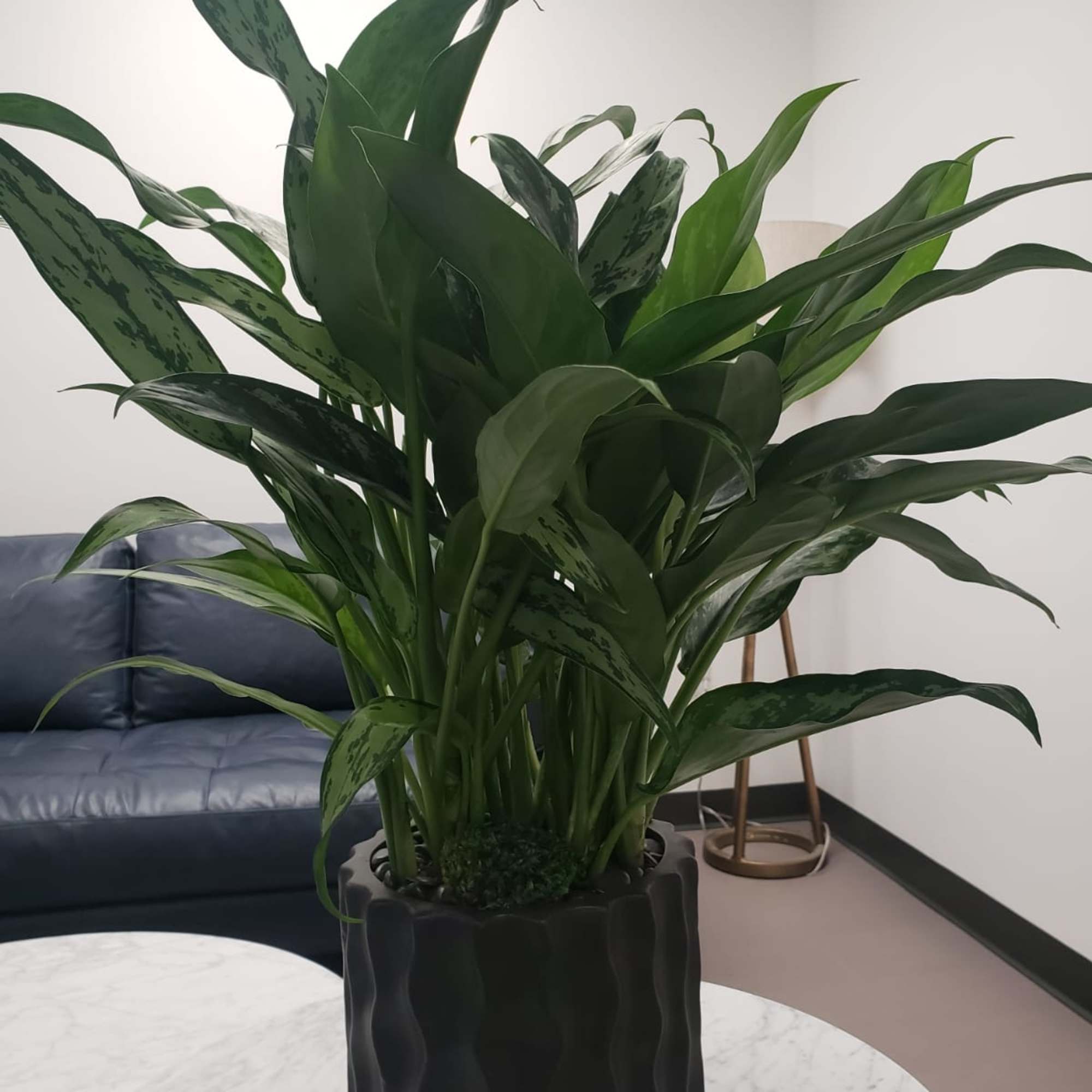 Potted green houseplant with broad variegated leaves in a black planter