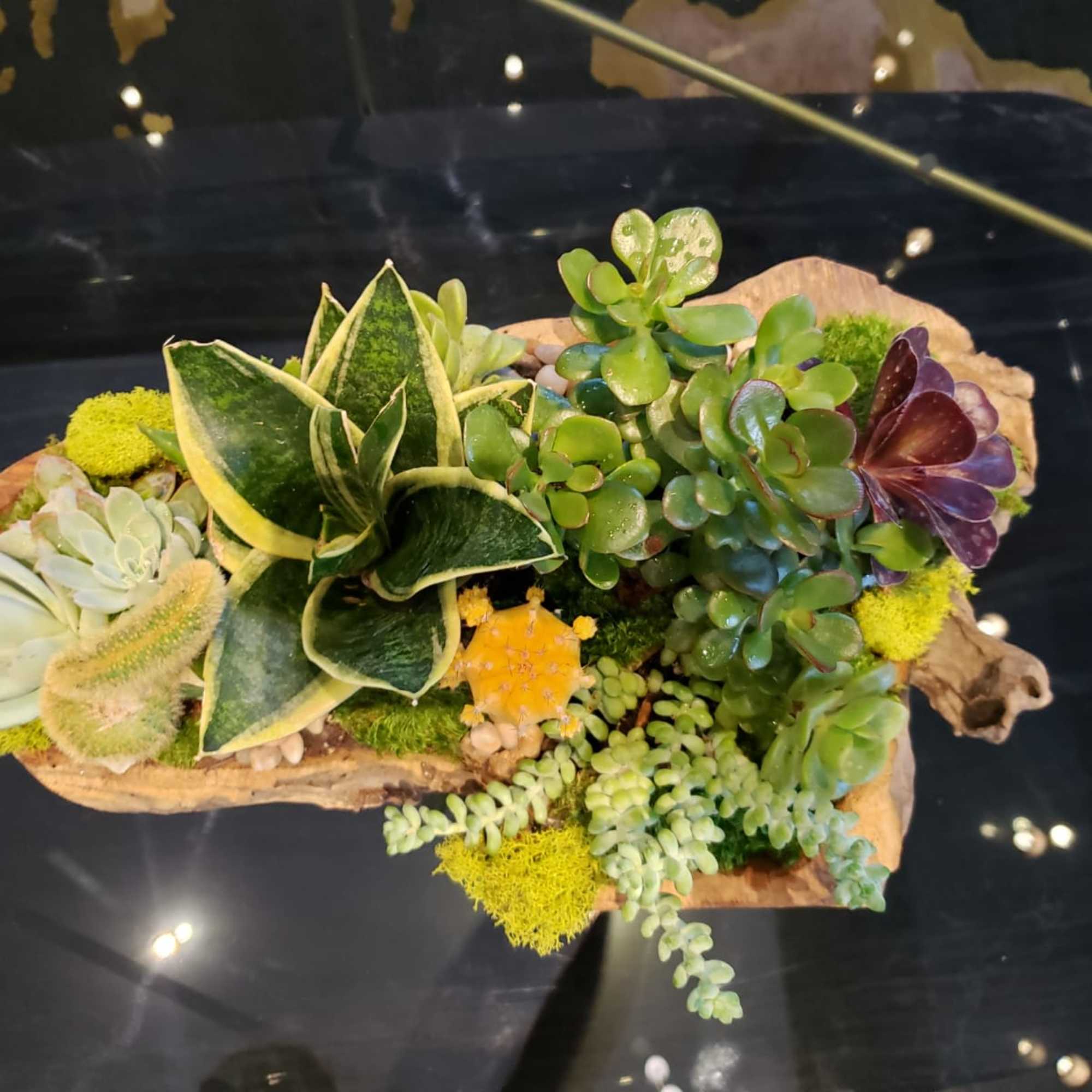 Assorted succulents and small cacti arranged in a rustic driftwood planter