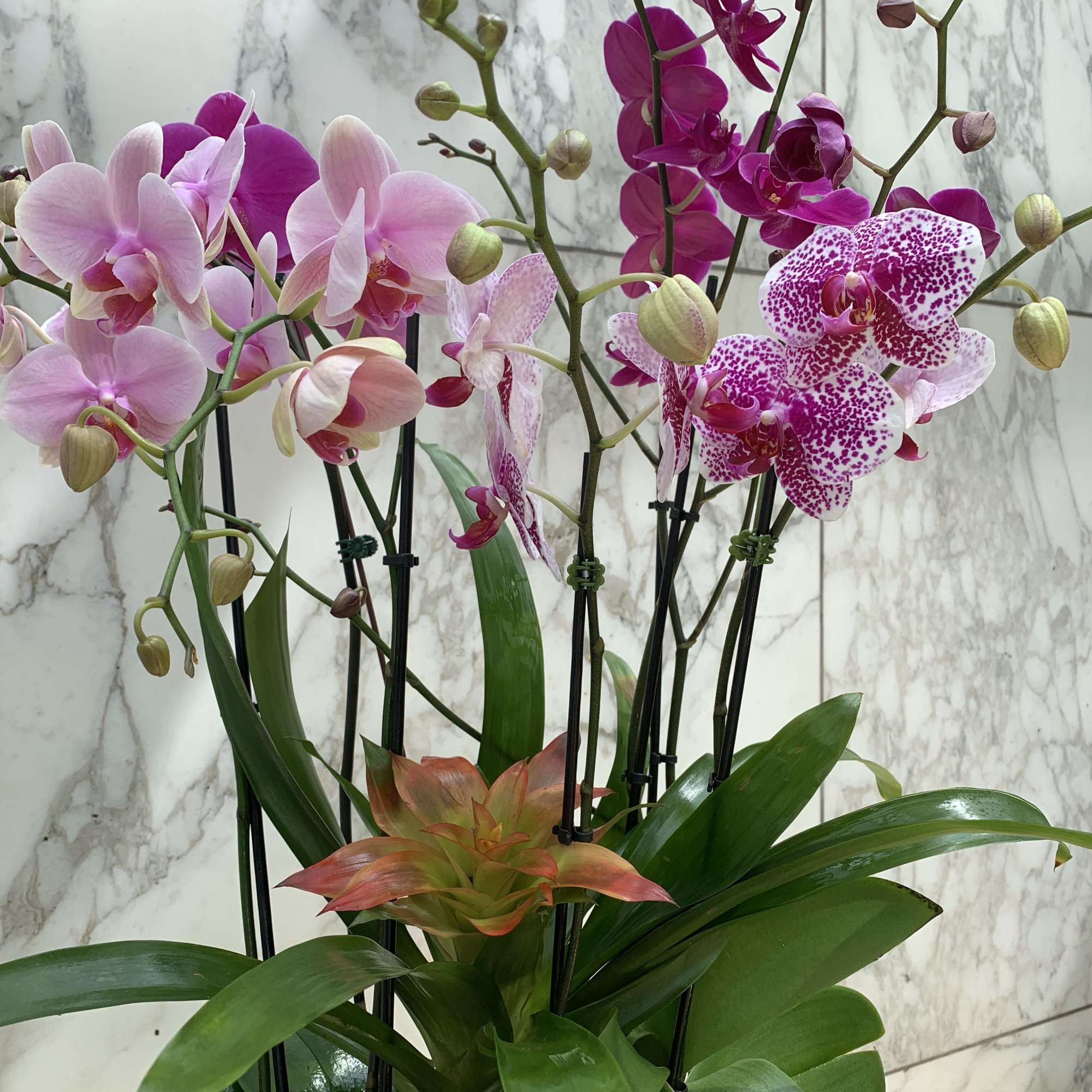 Pink and magenta orchids arranged in a planter with broad green leaves.