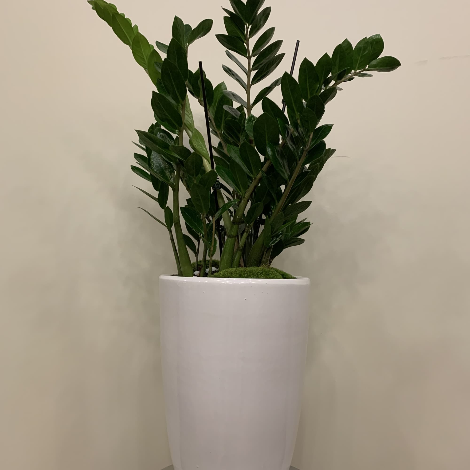 Tall potted plant with glossy dark green leaves in a white planter