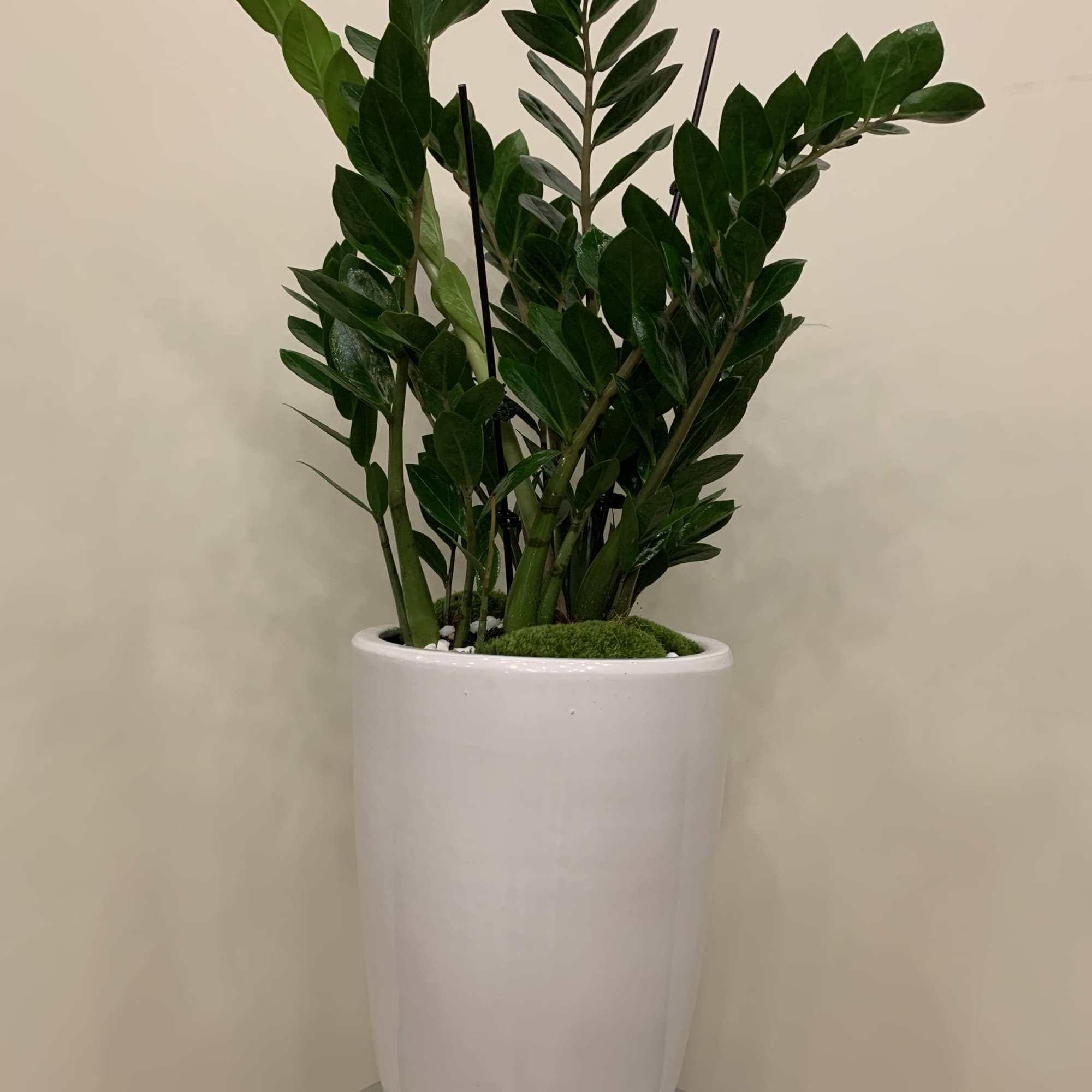 Potted green plant in a tall white ceramic planter