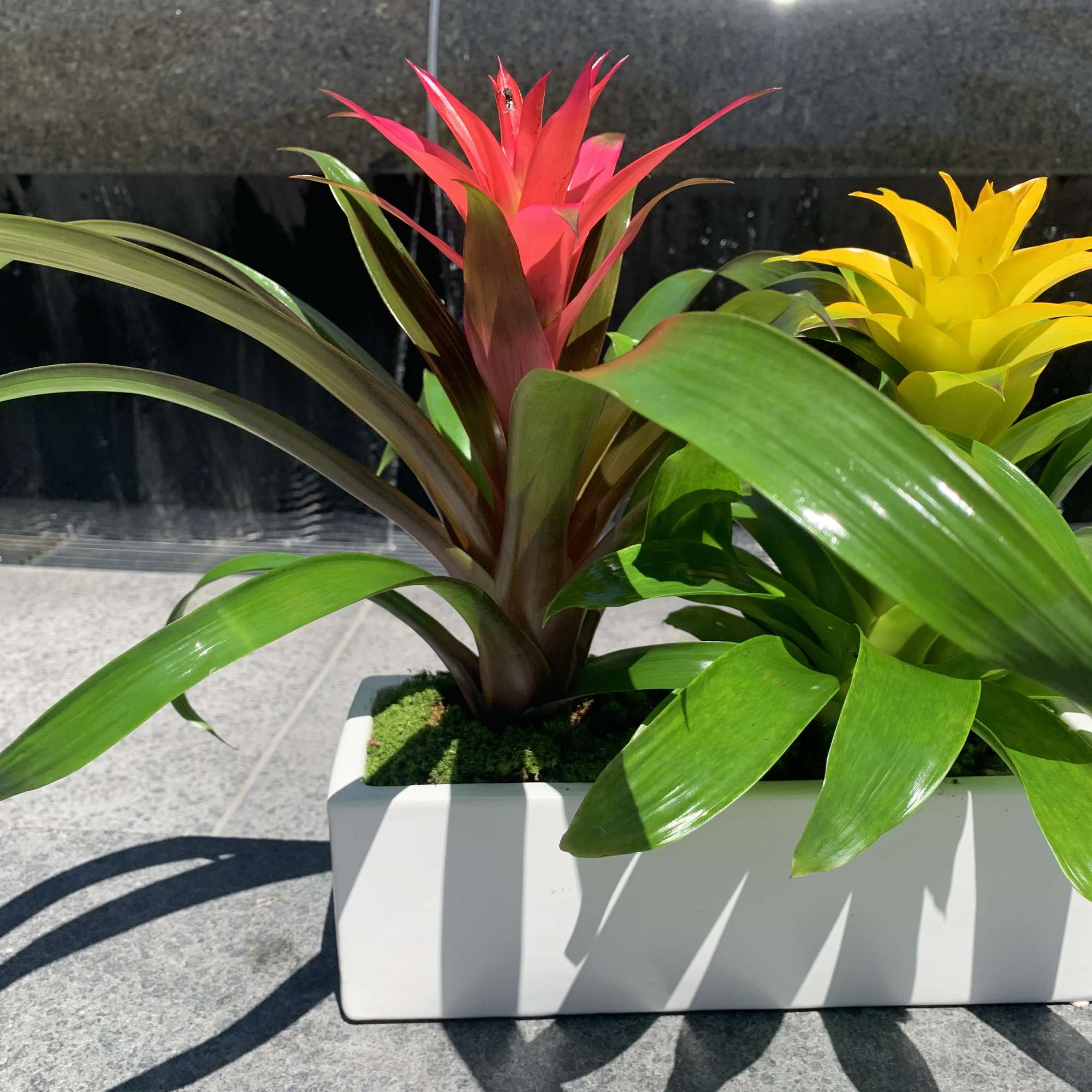 Two colorful bromeliad plants in a white rectangular planter