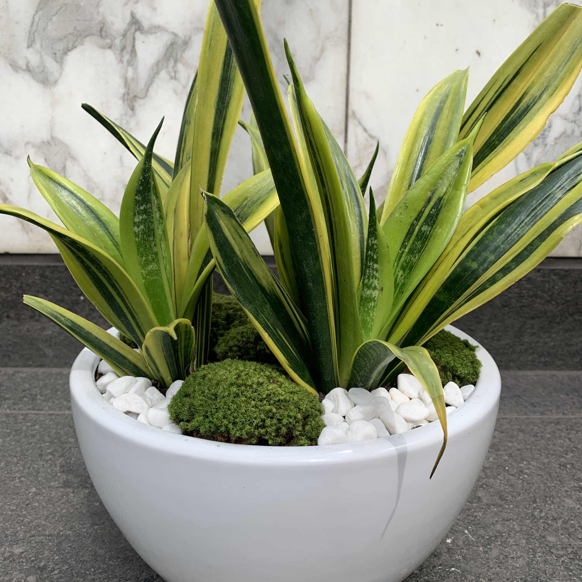 Potted snake plants in a white bowl planter with white stones