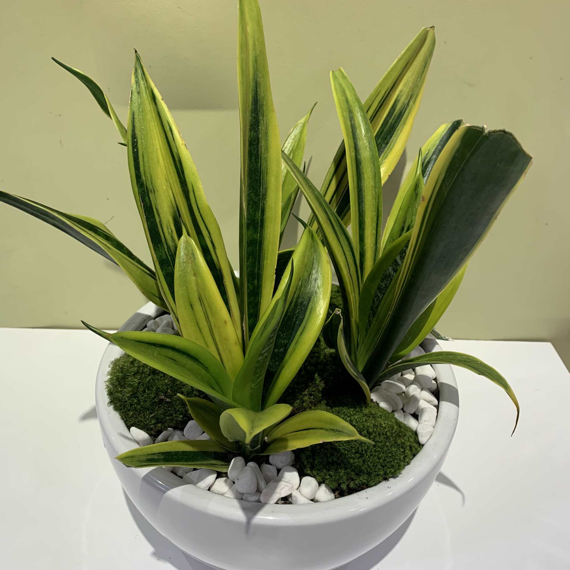 Potted snake plant in a white bowl planter with white stones