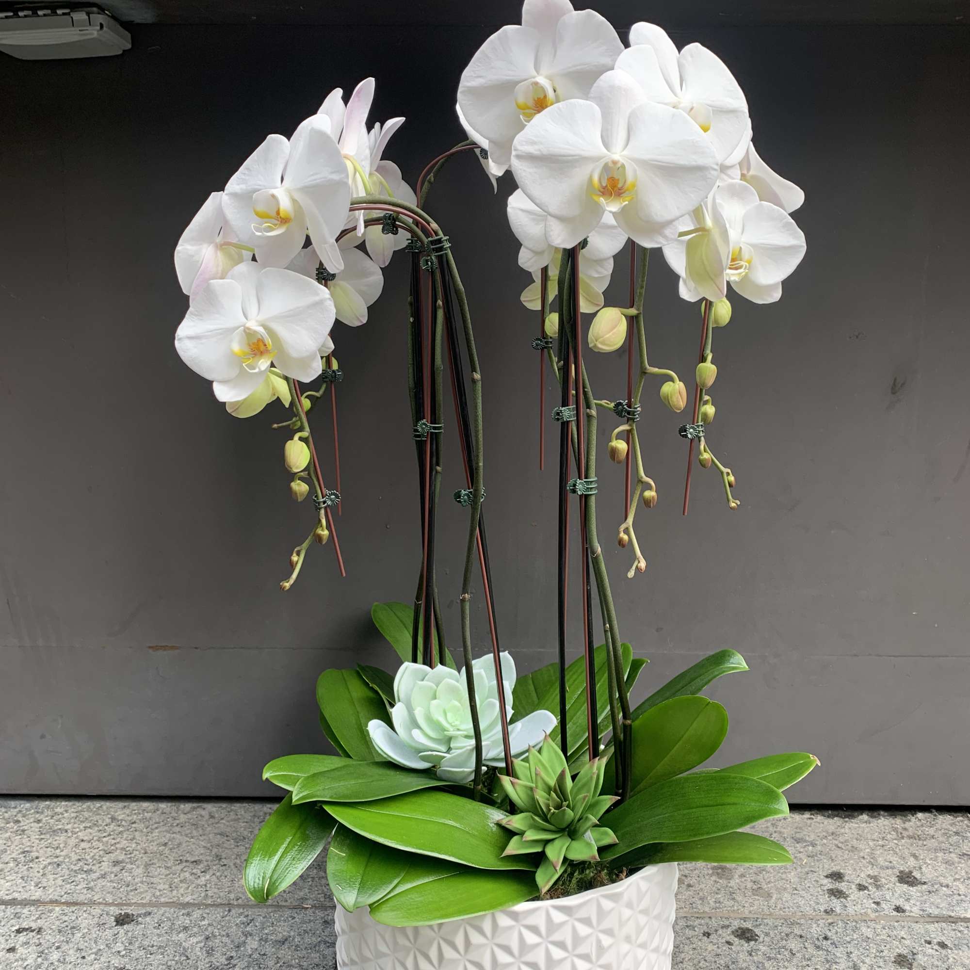 White orchids in a textured white pot with succulents