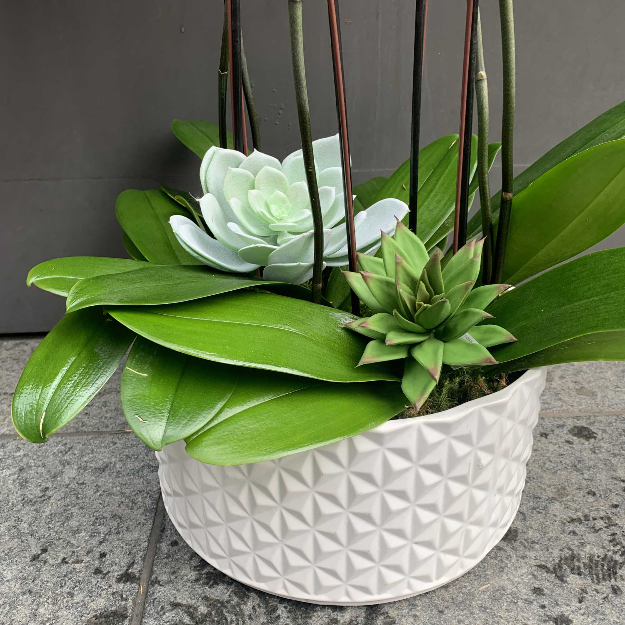 Succulent arrangement in a white textured pot with broad green leaves