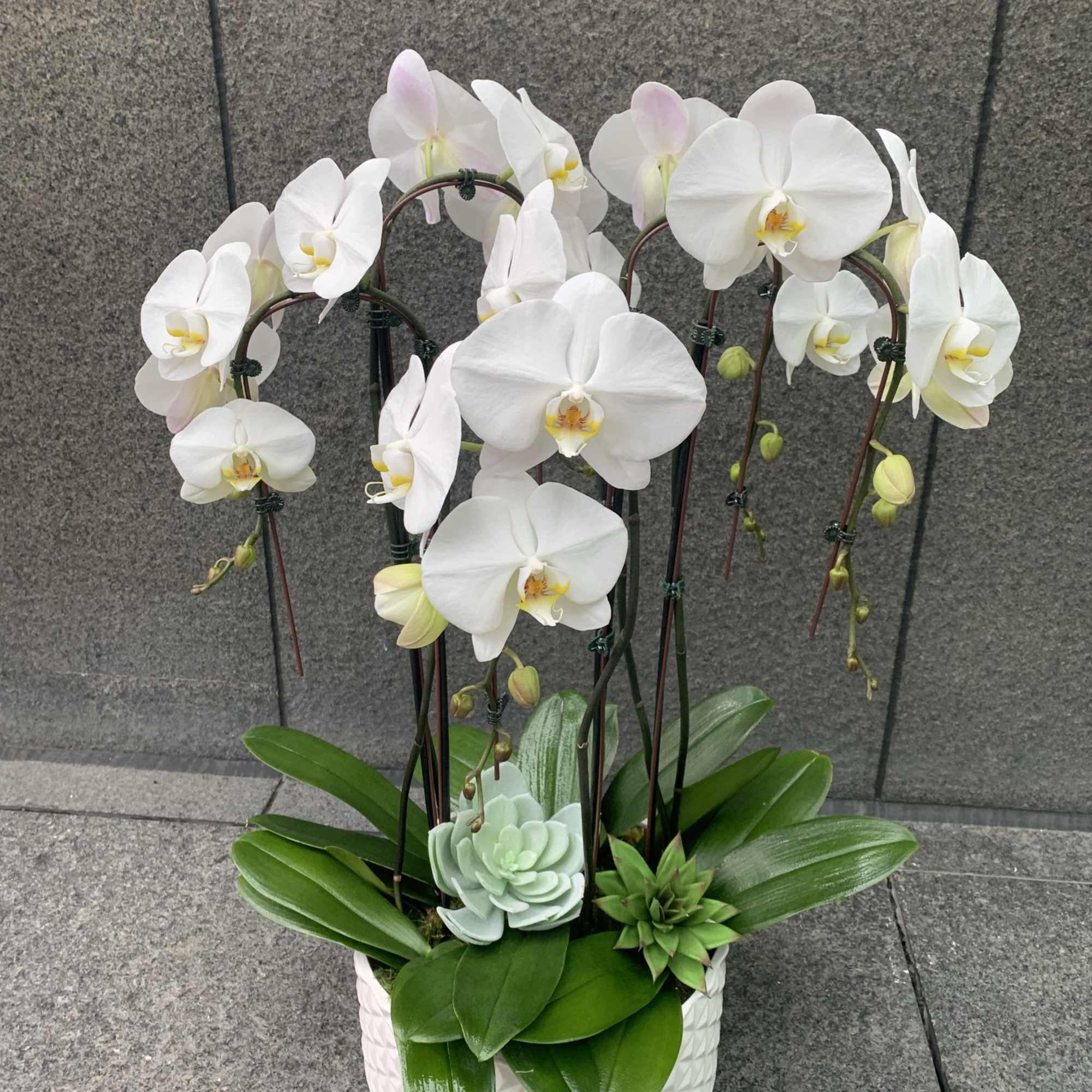 White orchids arranged in a white textured pot with succulents.