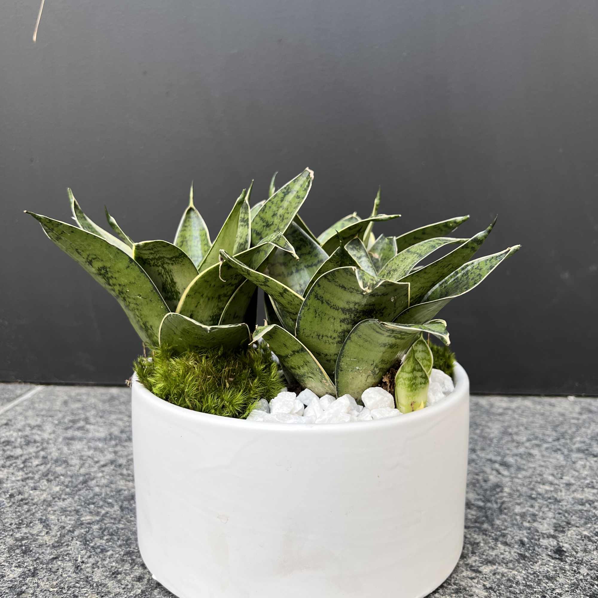 Potted snake plants in a white ceramic planter with white stones, photo 3 of 6