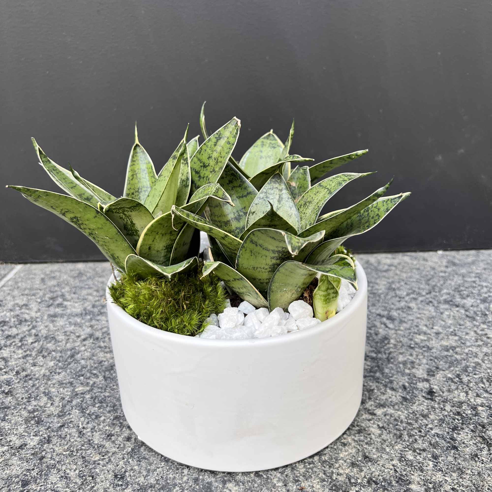 Potted snake plants in a white ceramic planter with white stones, photo 4 of 6