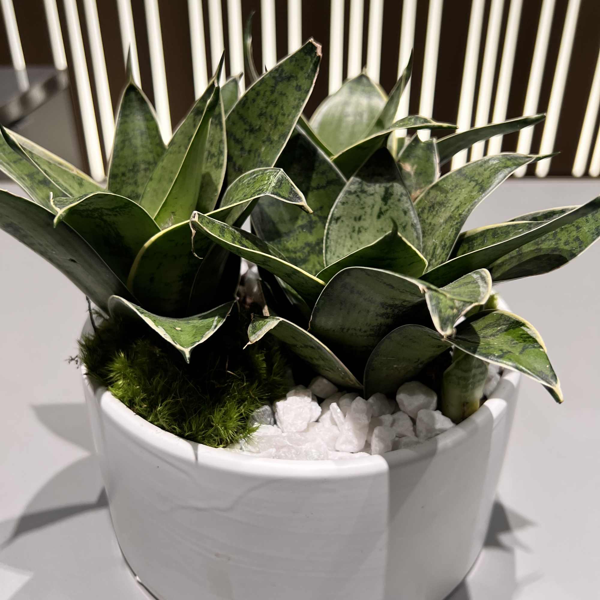 Potted snake plant arrangement in a white ceramic container