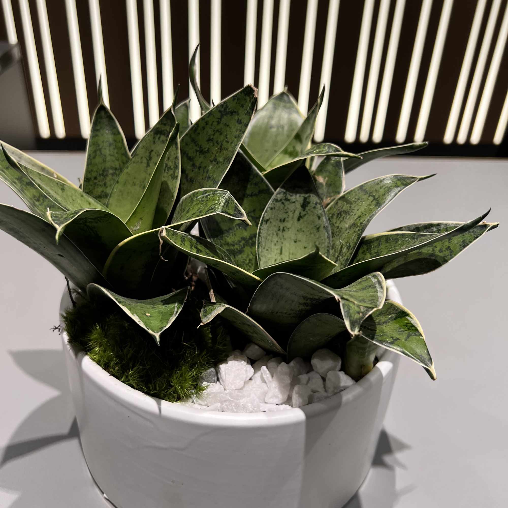 Two snake plants in a white ceramic pot with white stones