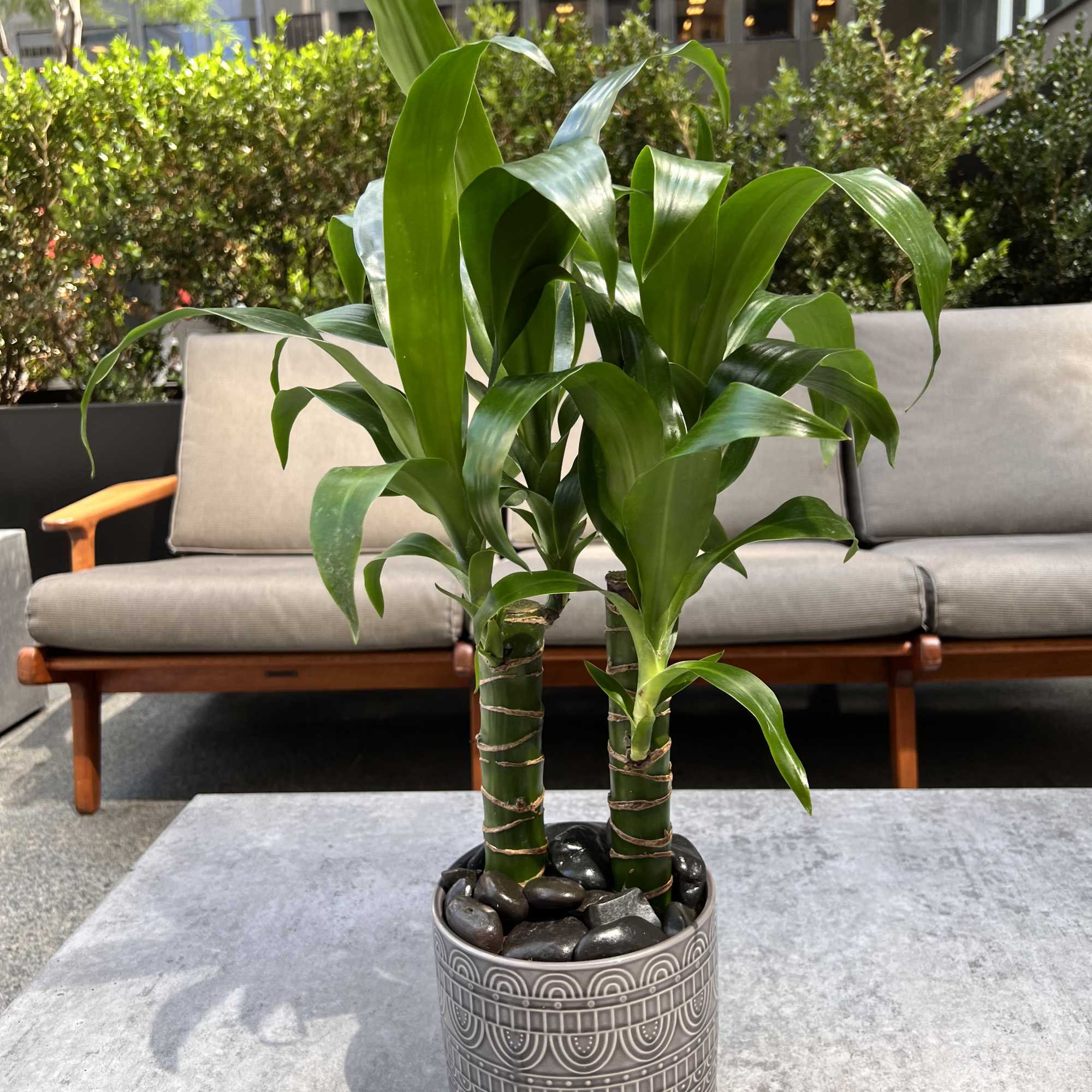 Potted dracaena plant with glossy green leaves in a patterned ceramic pot