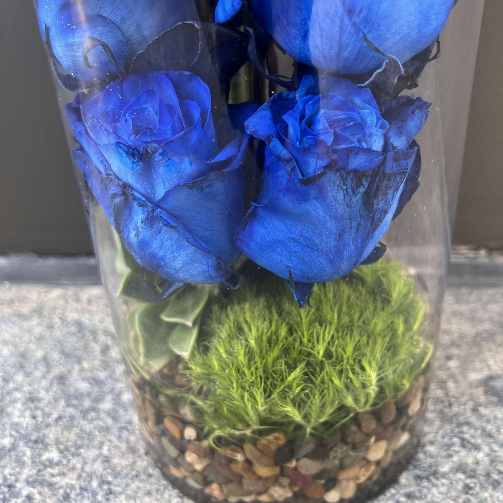 Blue roses in a clear glass vase with pebbles