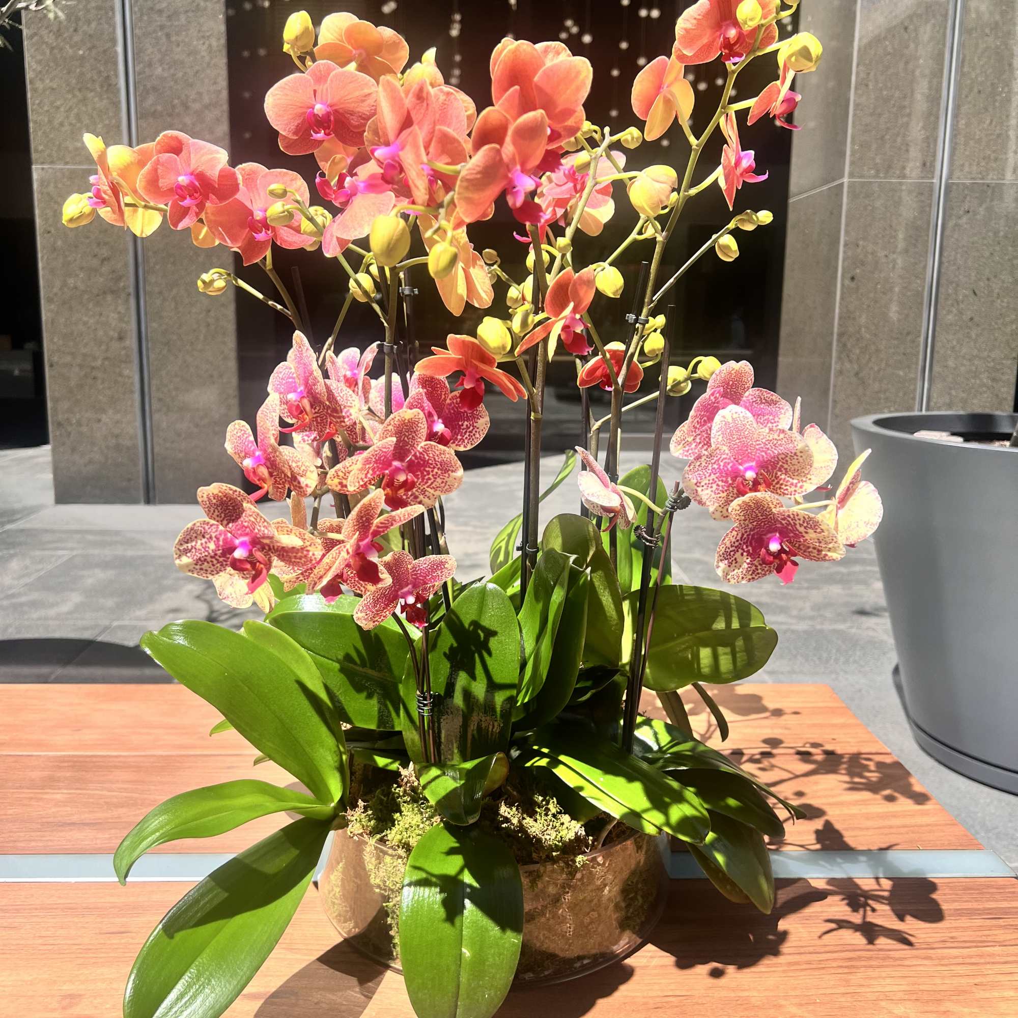 Potted arrangement of pink and orange orchids in a glass bowl