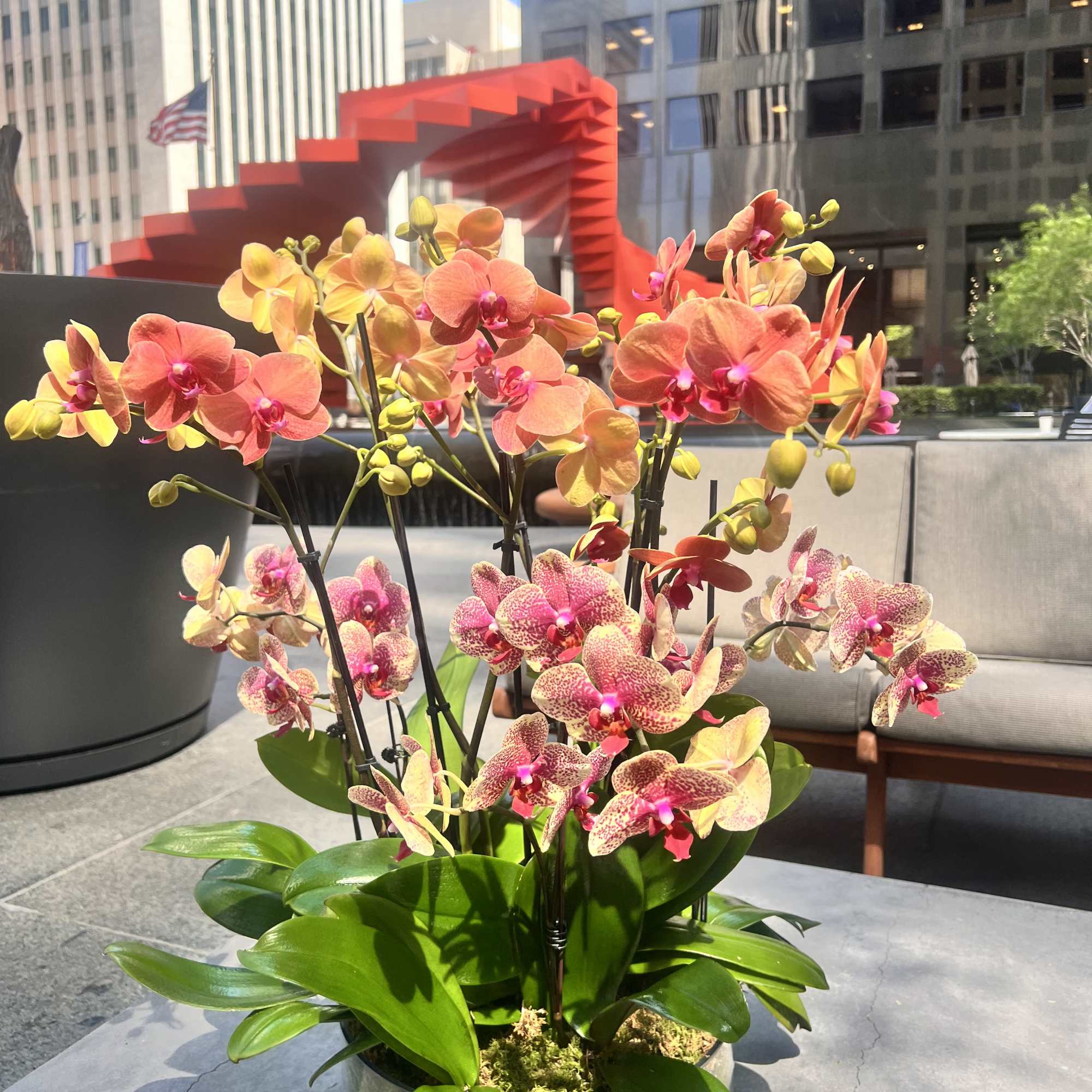 Potted orchids with orange and pink blooms in a glass container