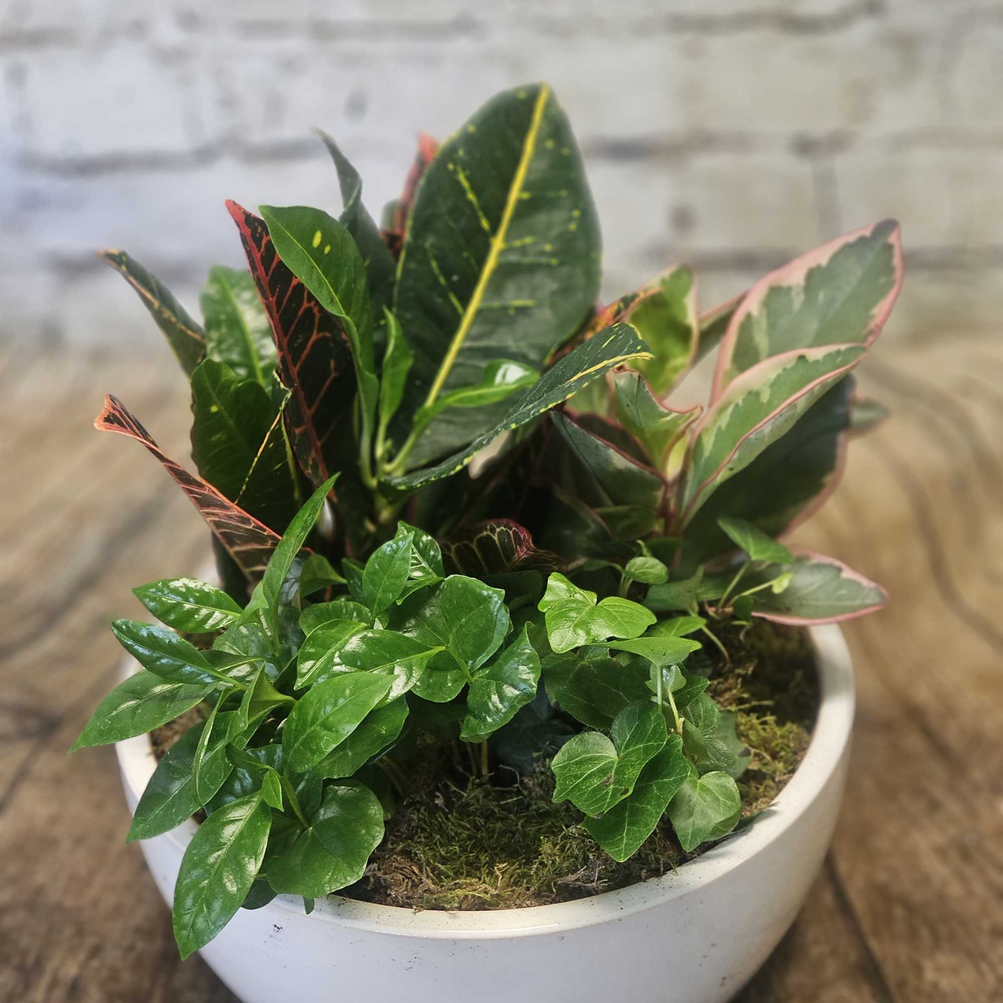 Potted croton and ivy arrangement in a white bowl planter