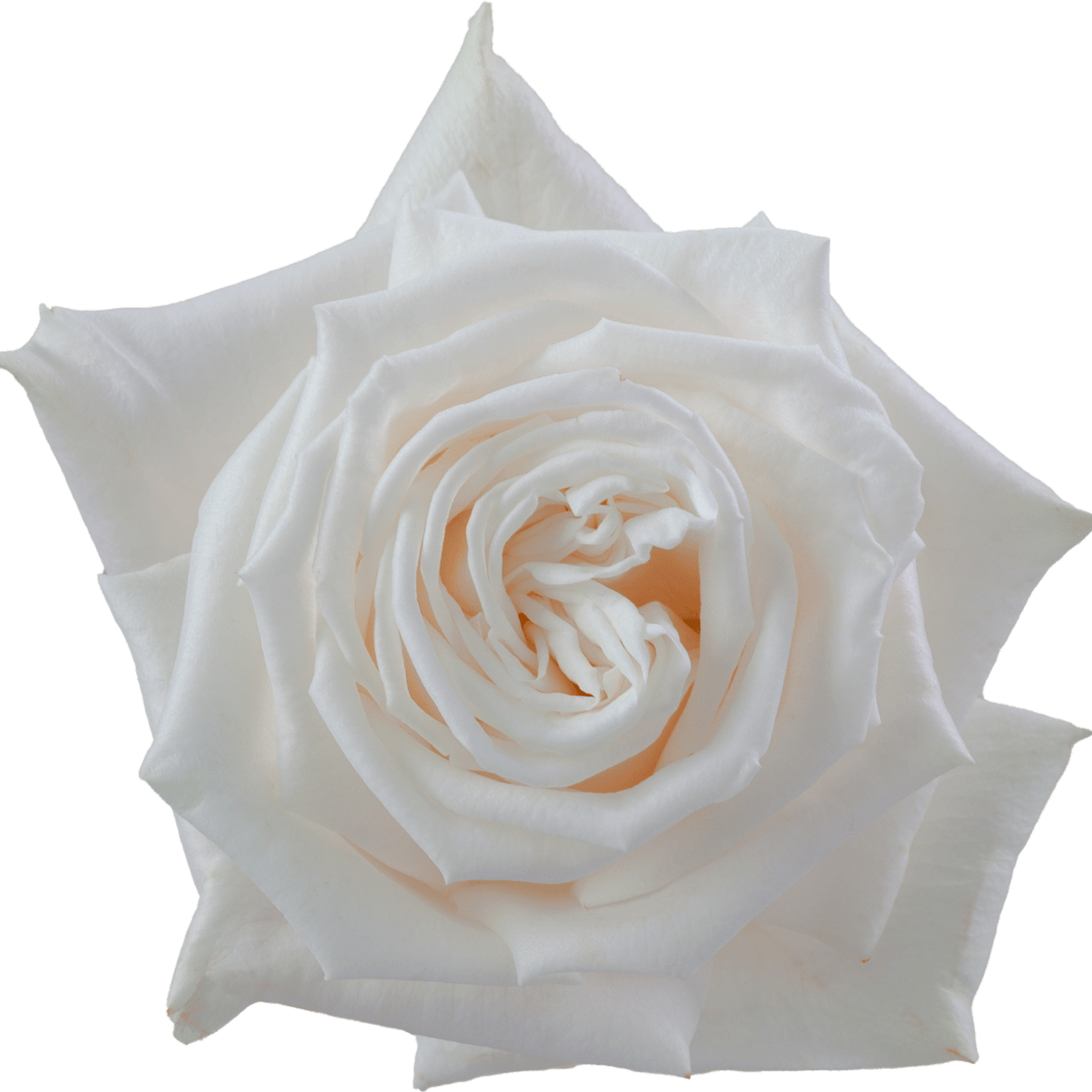 Single white rose bloom on a plain background
