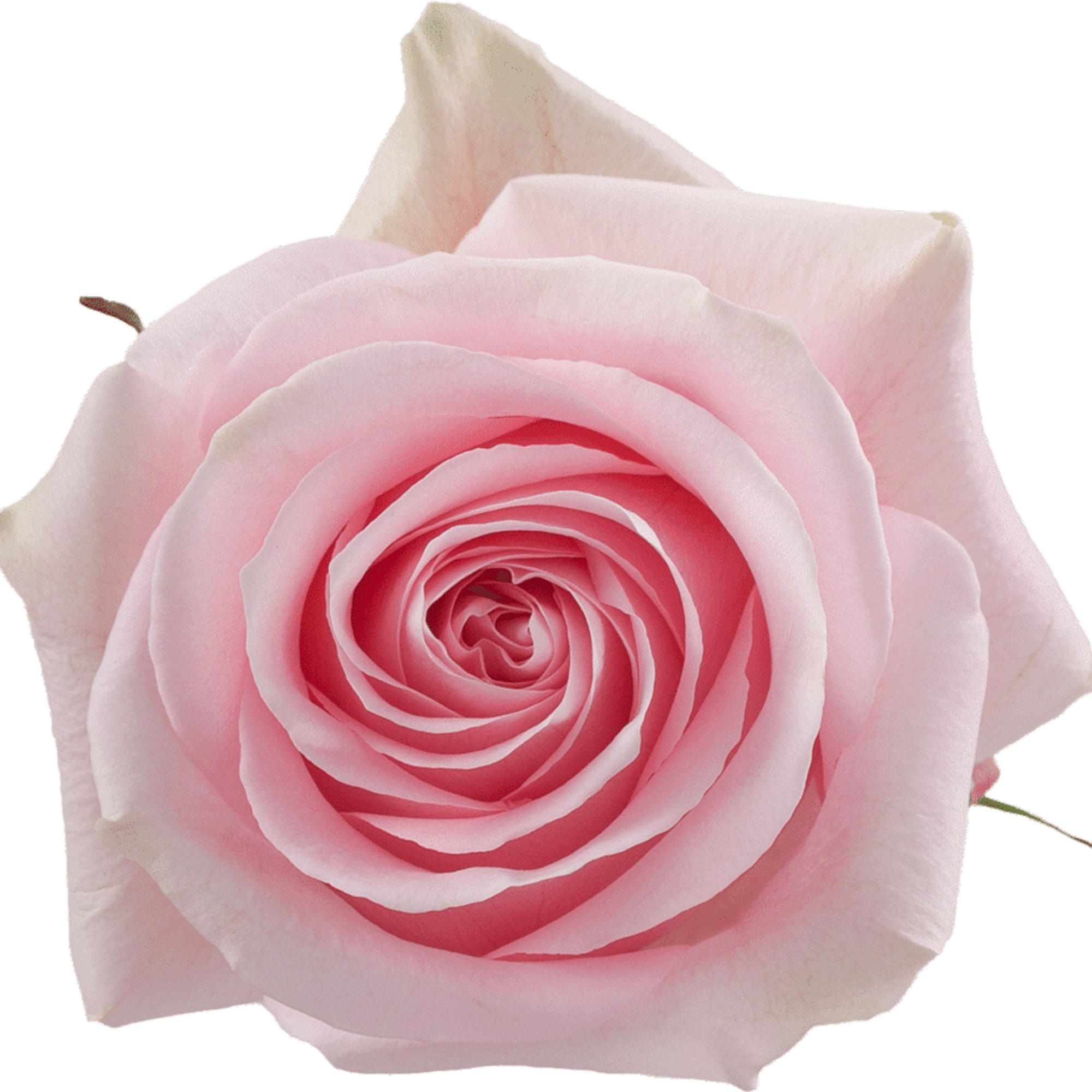 Single pale pink rose bloom on a plain background