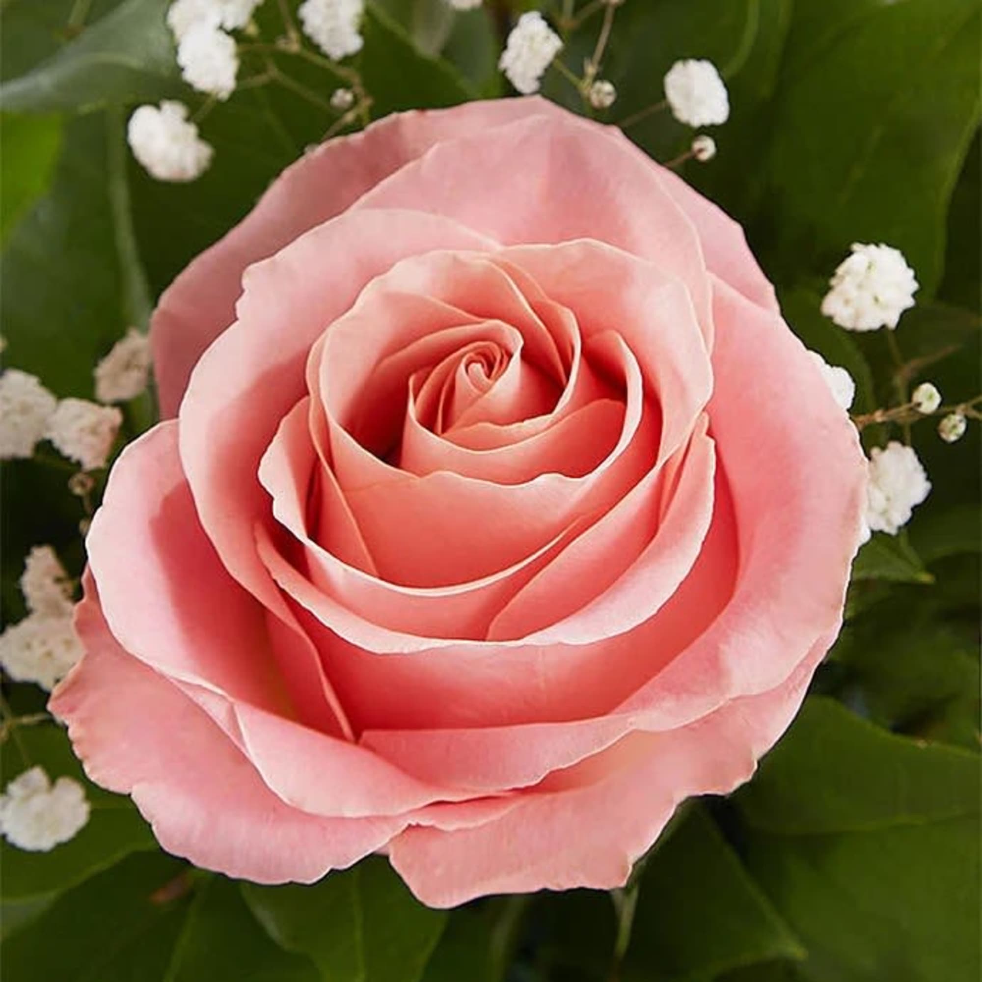 Close-up of a pink rose with small white filler flowers