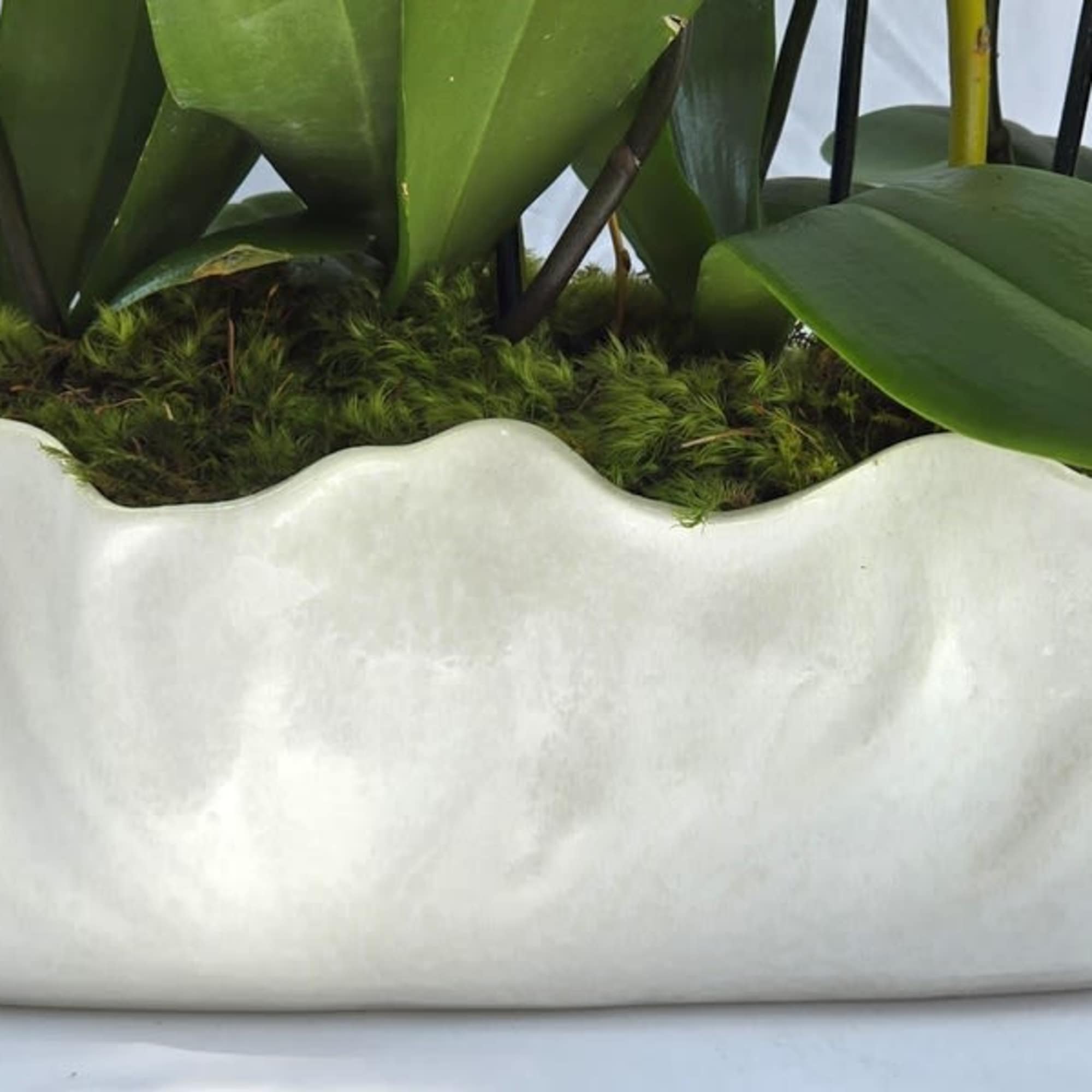 Low white ceramic planter with green orchid plants and moss