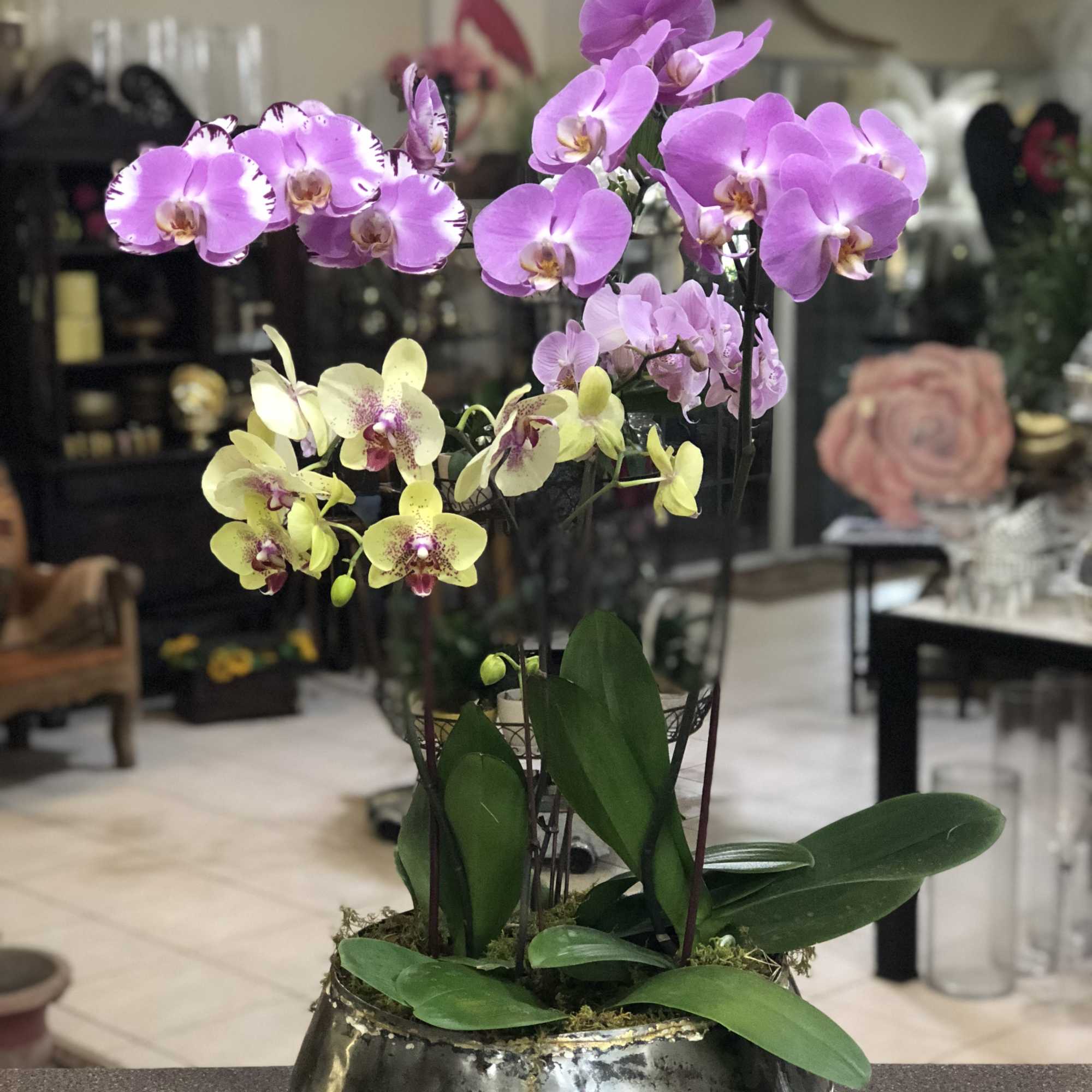 Potted orchids with pink and yellow blooms in a metallic bowl planter