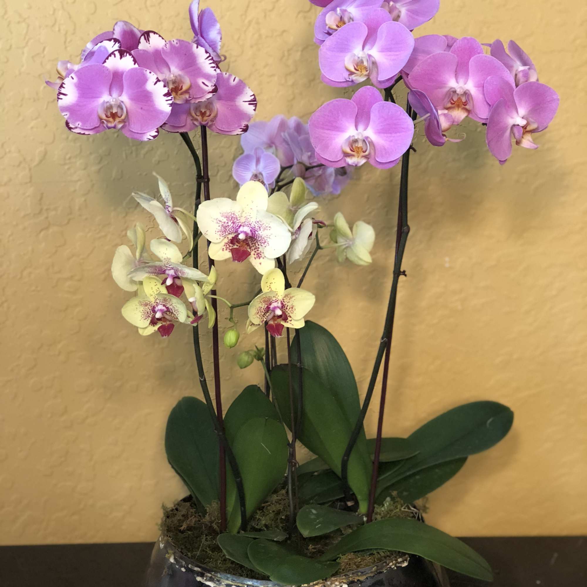 Potted orchids with pink and cream blooms in a low metallic bowl