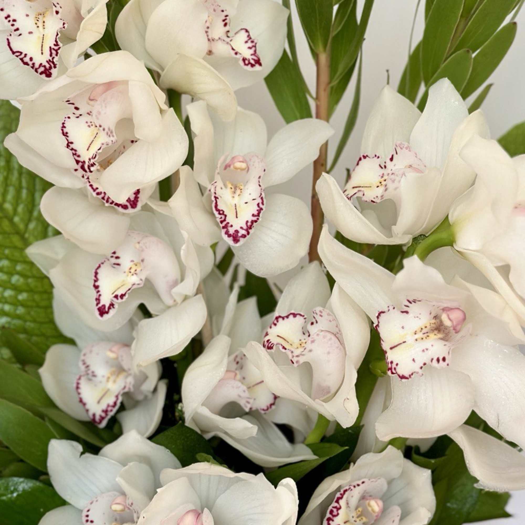 Cluster of white cymbidium orchids with pink and burgundy speckled centers