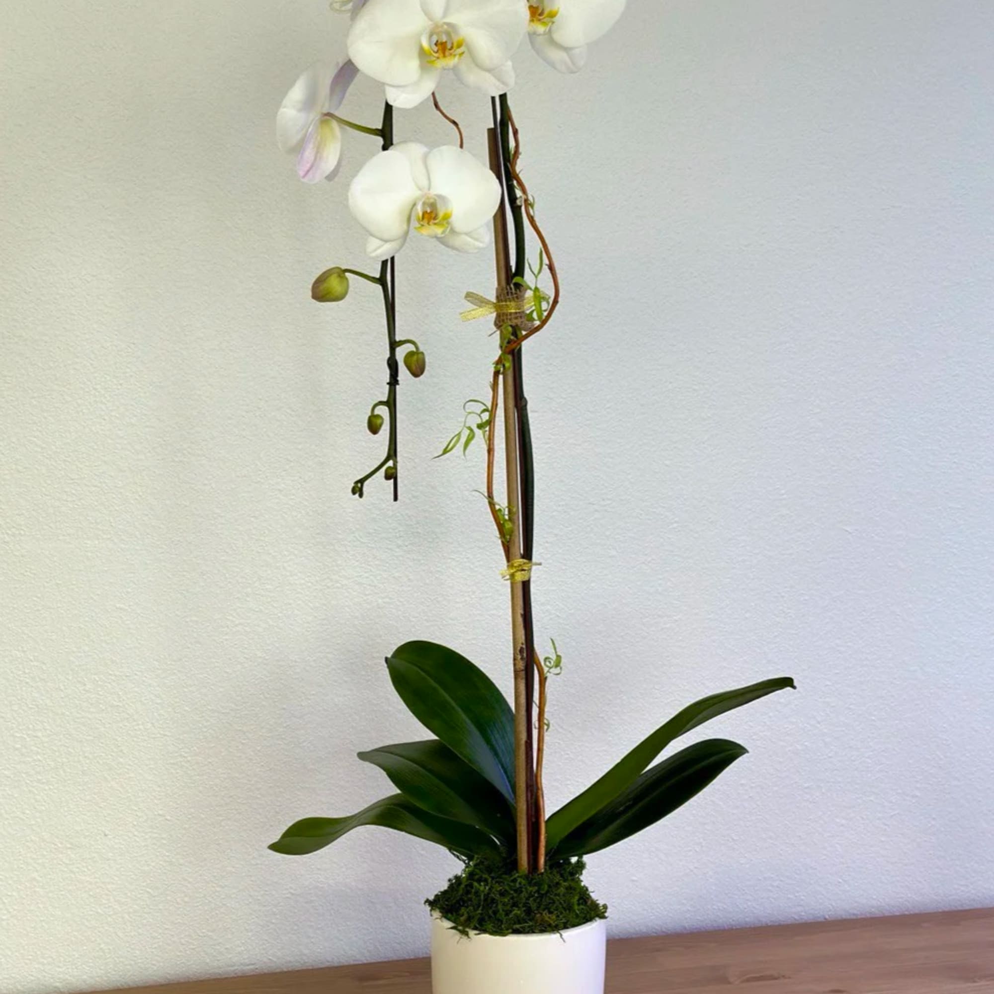 White orchid plant in a white pot with tall stems and broad leaves