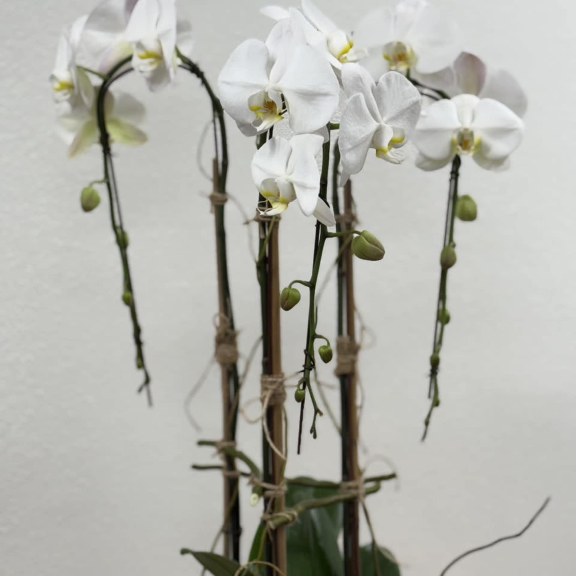 White orchid stems tied to stakes with green buds and leaves