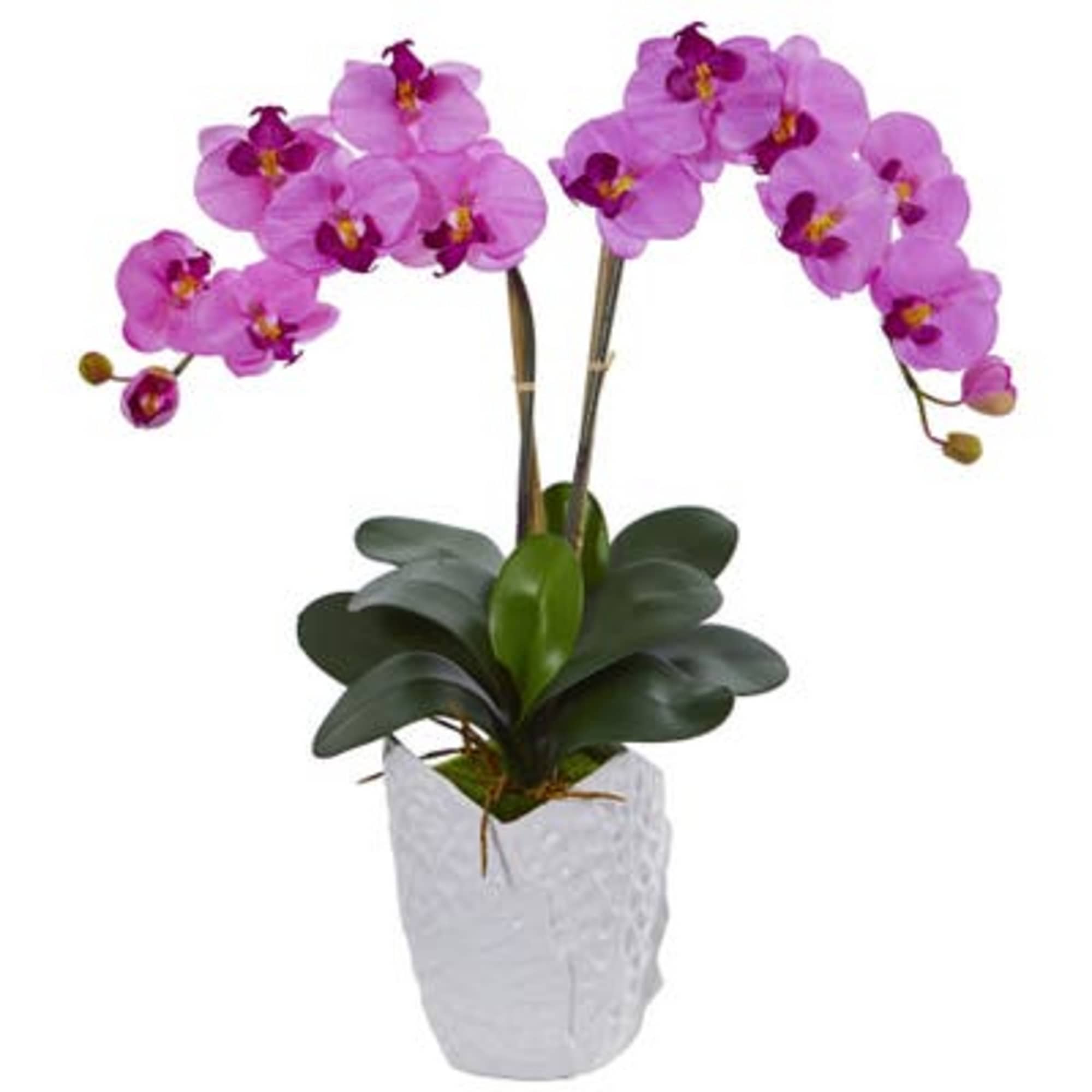 Pink orchid plant in a white textured pot