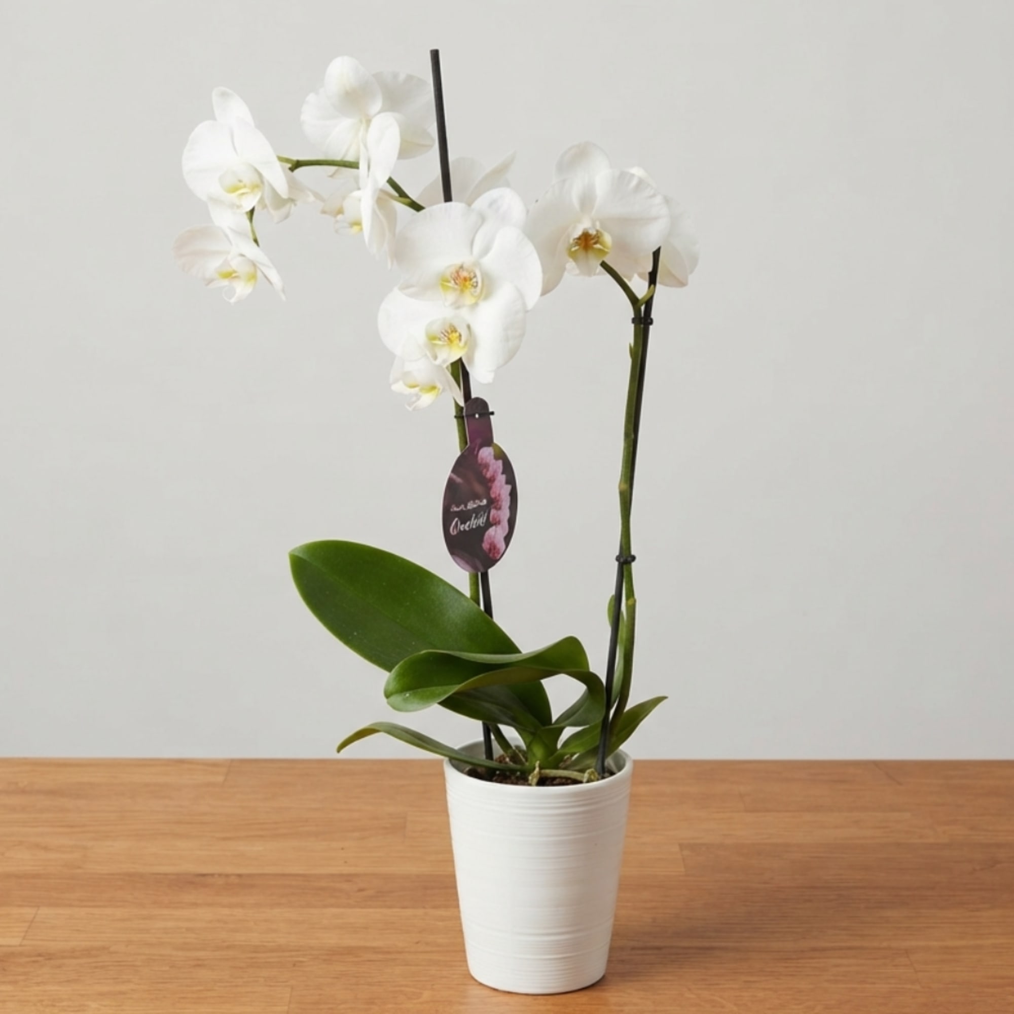 White orchid plant in a white pot on a wooden table