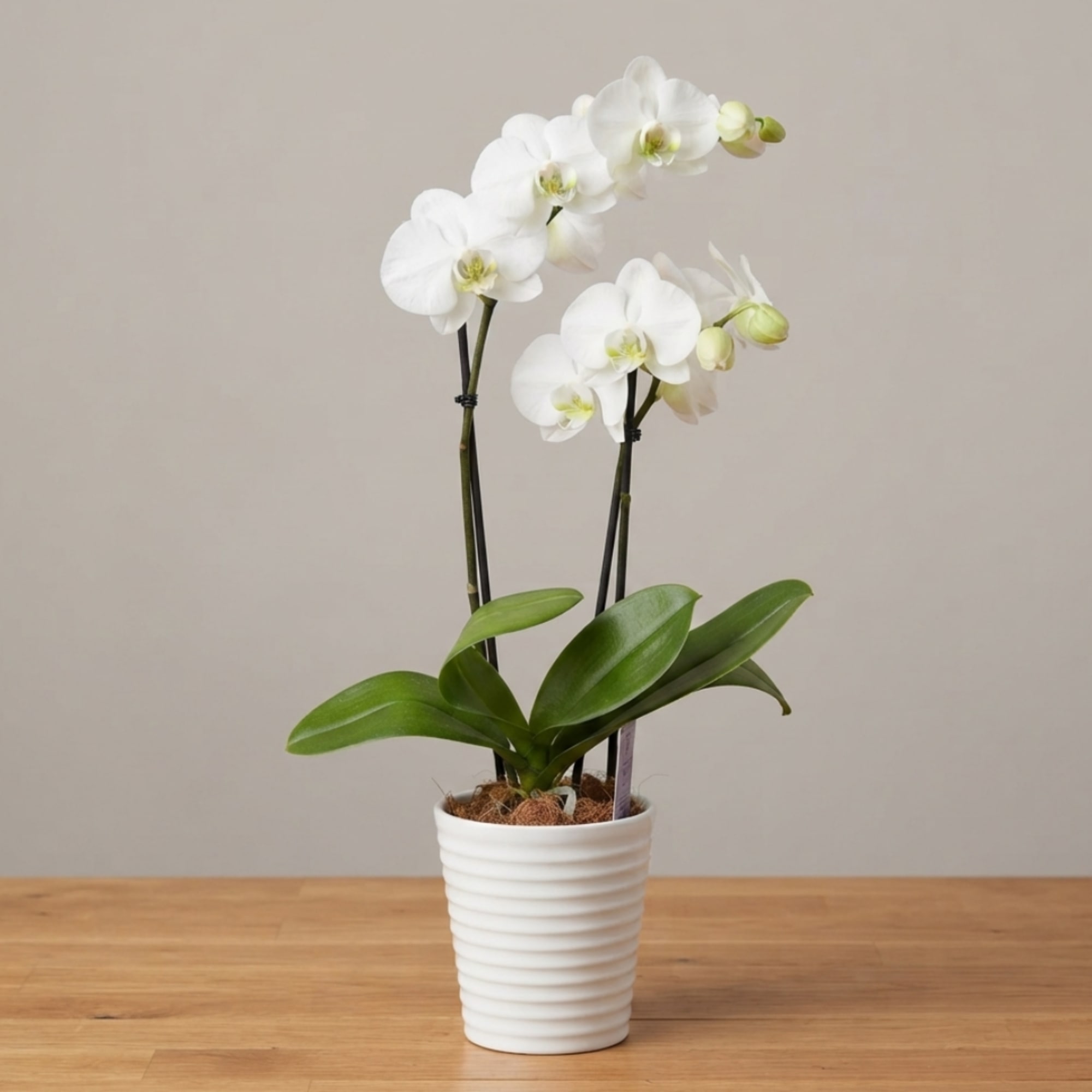 White orchid plant in a ribbed white pot on a wooden table