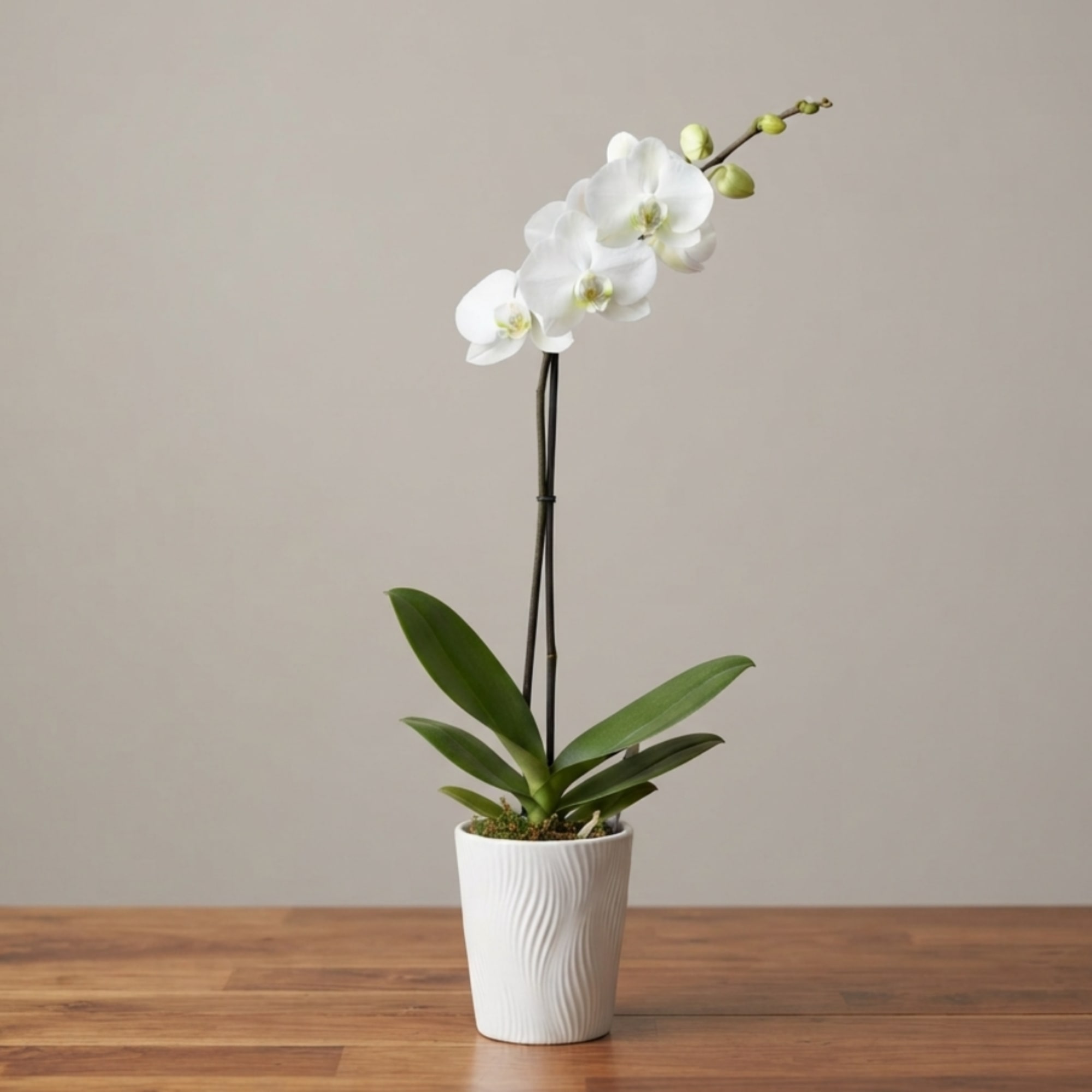White orchid plant in a white textured pot on a wooden table