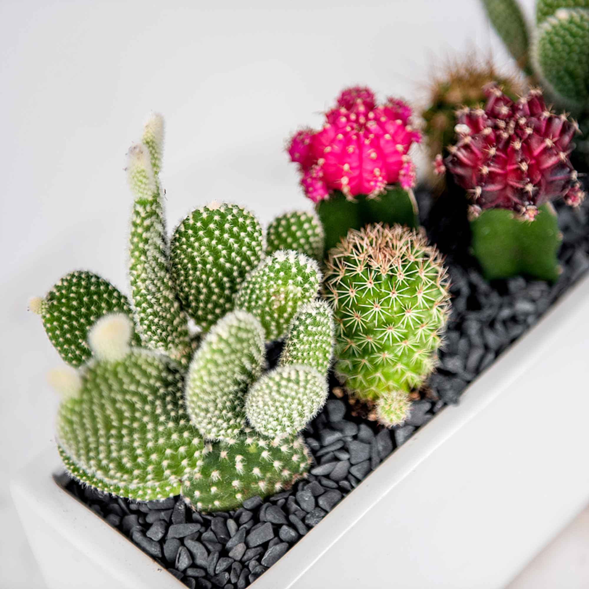 Rectangular white planter filled with assorted small cacti and black decorative stones