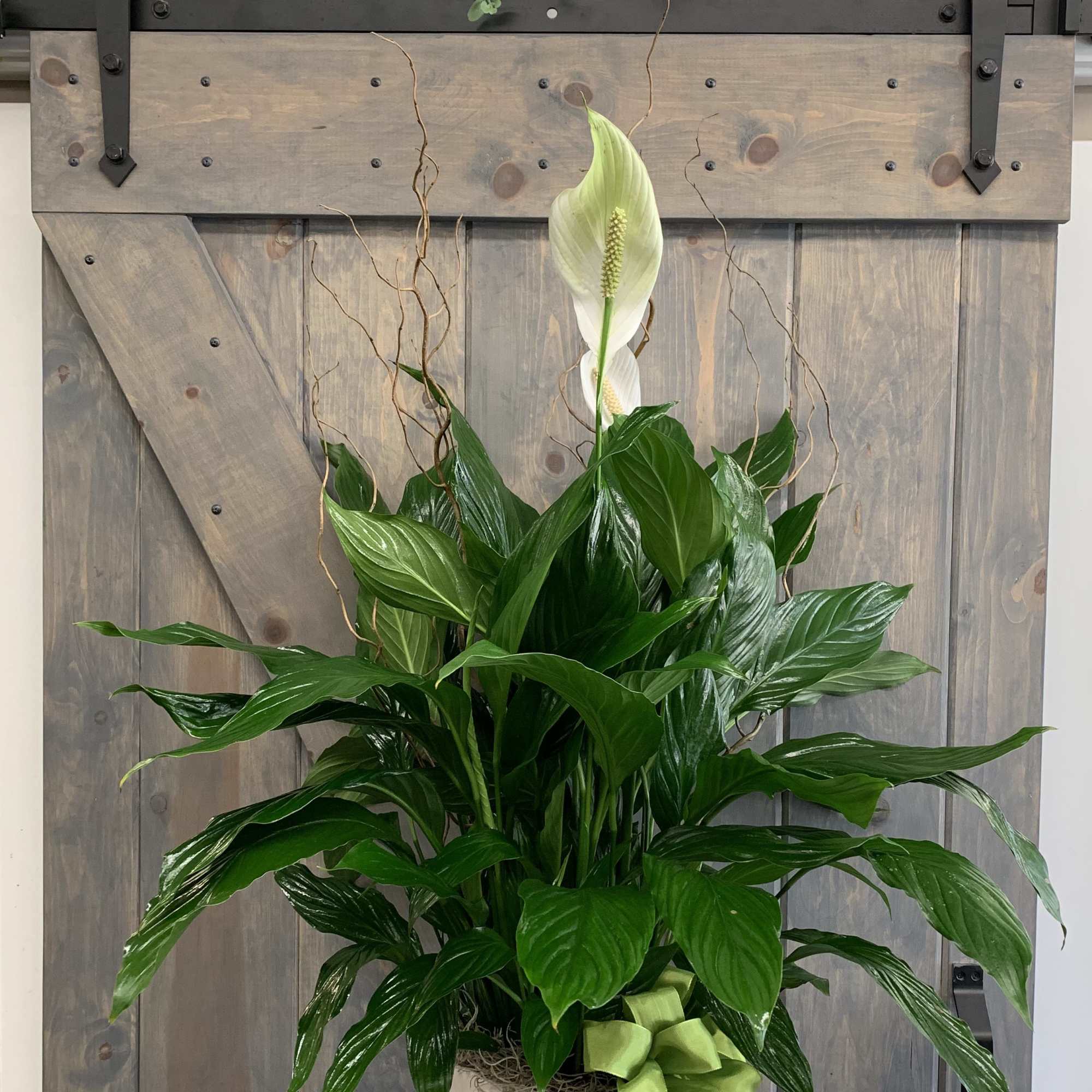 White peace lily in a white pot with a green ribbon