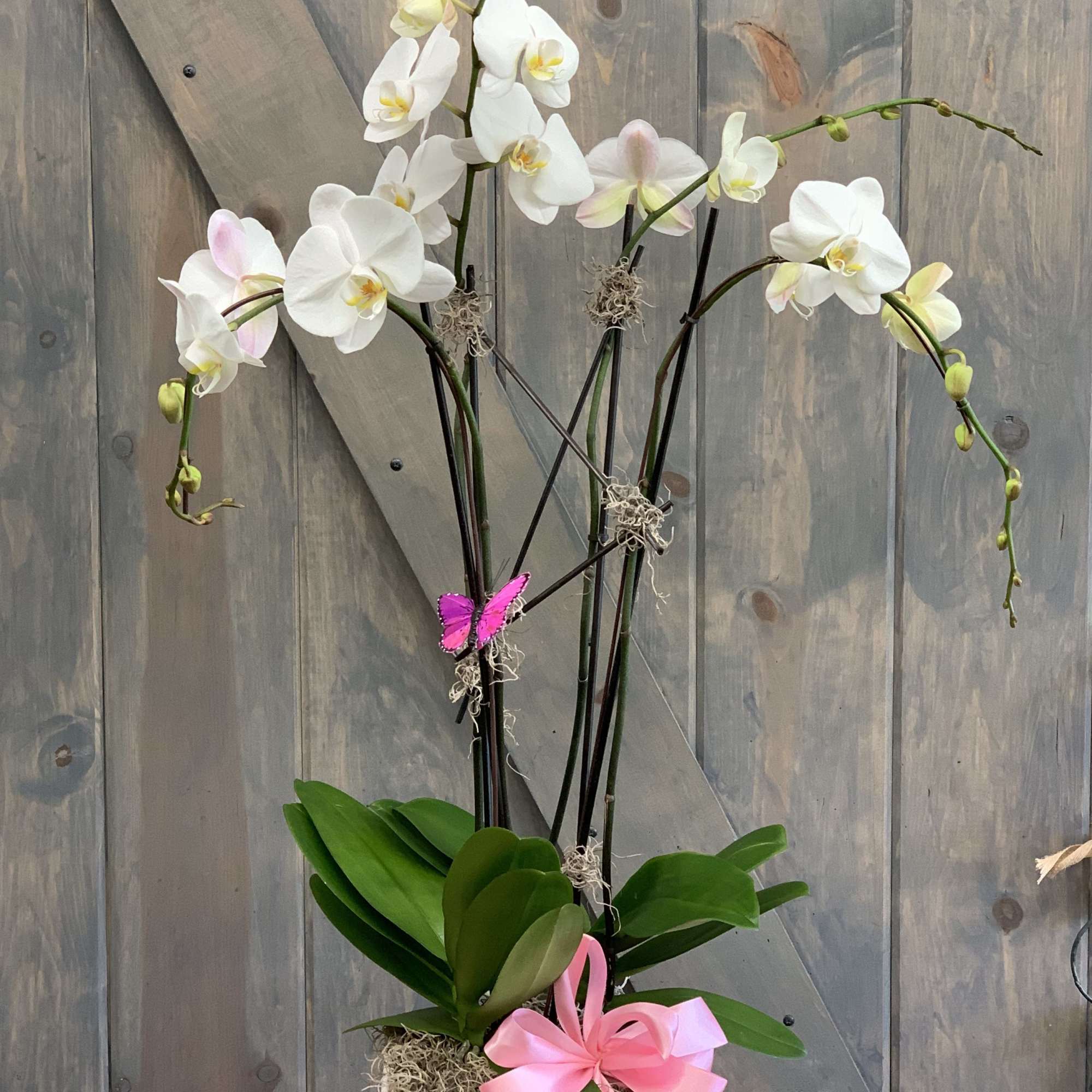 White orchids in a white pot with a pink ribbon bow