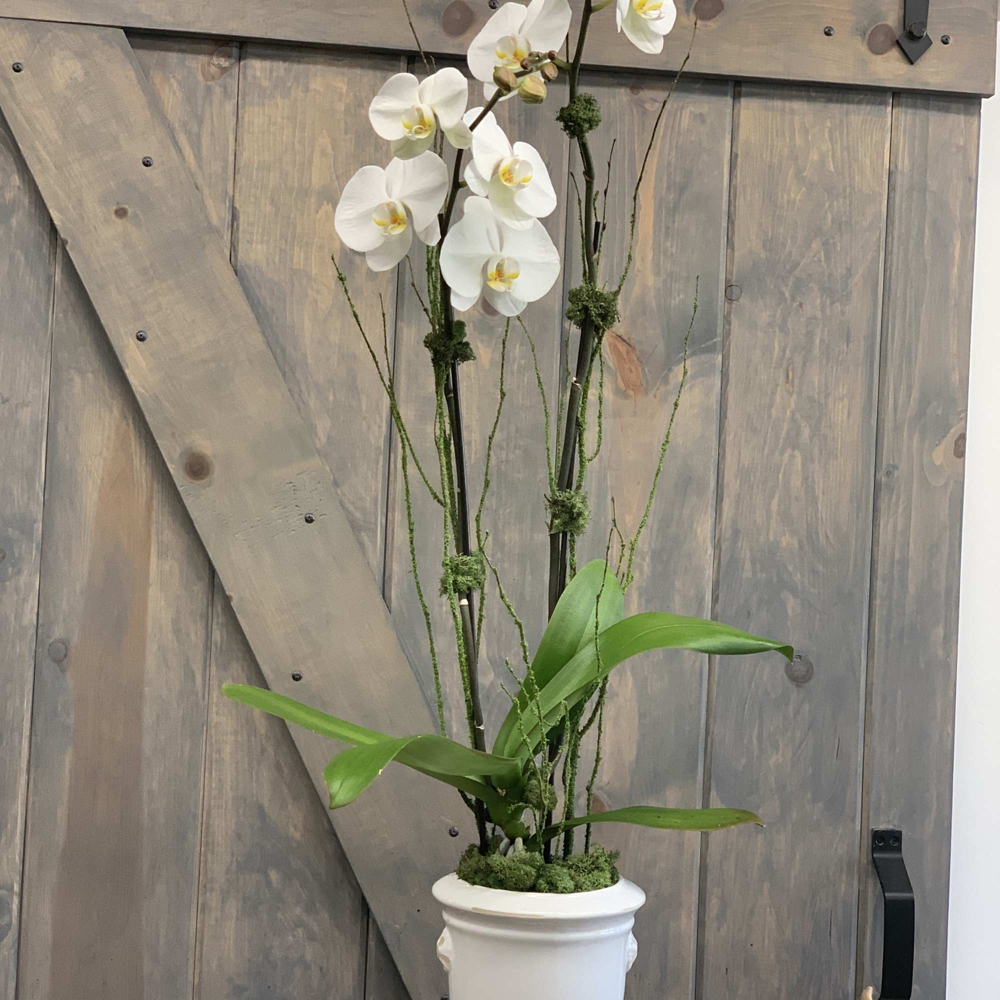 White orchid arrangement in a white pedestal vase