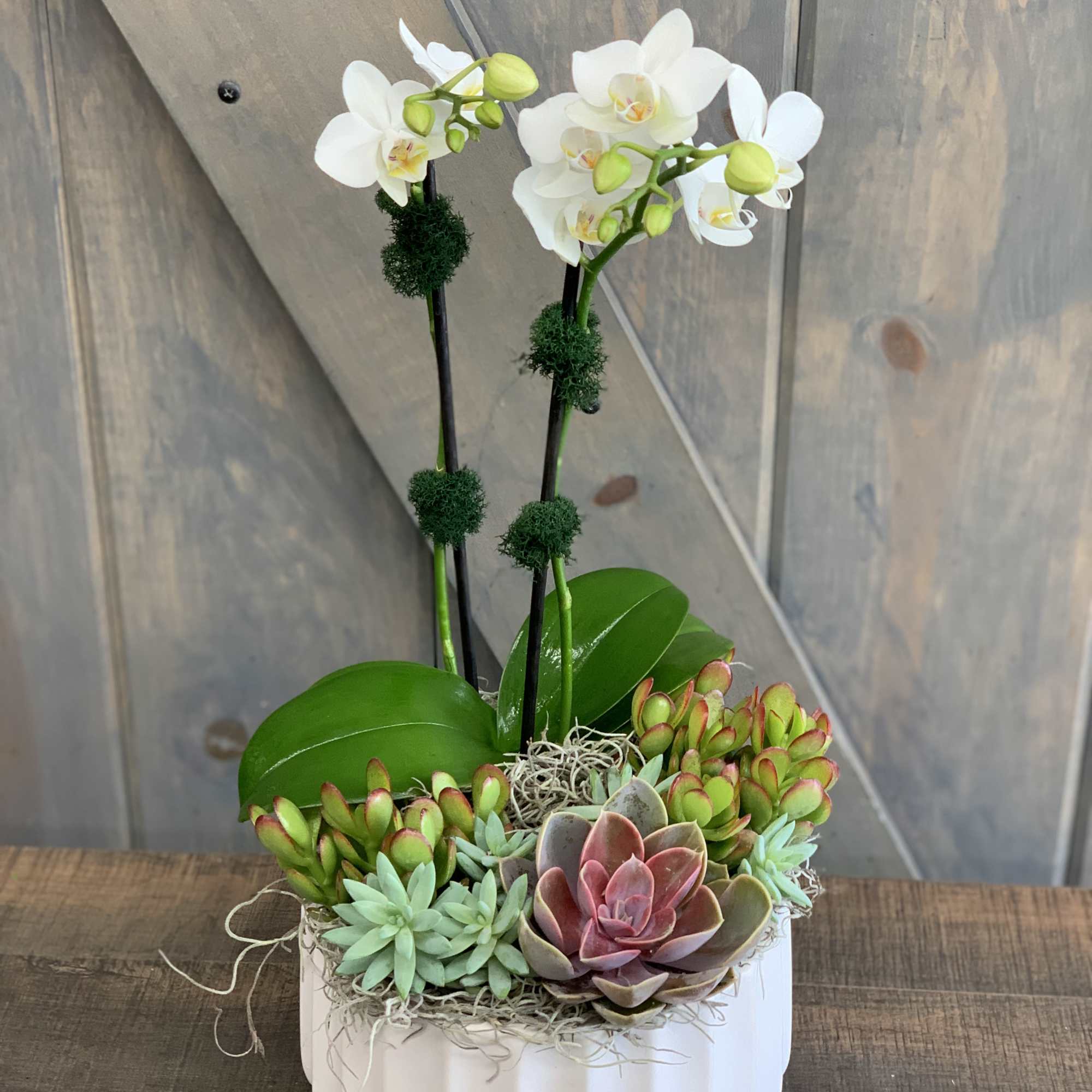 White orchids and succulents arranged in a white ceramic planter