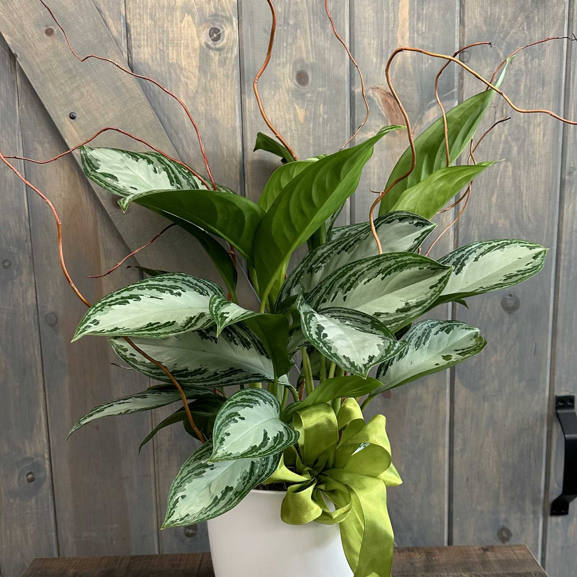 Potted green plant with variegated leaves and a lime ribbon in a white pot