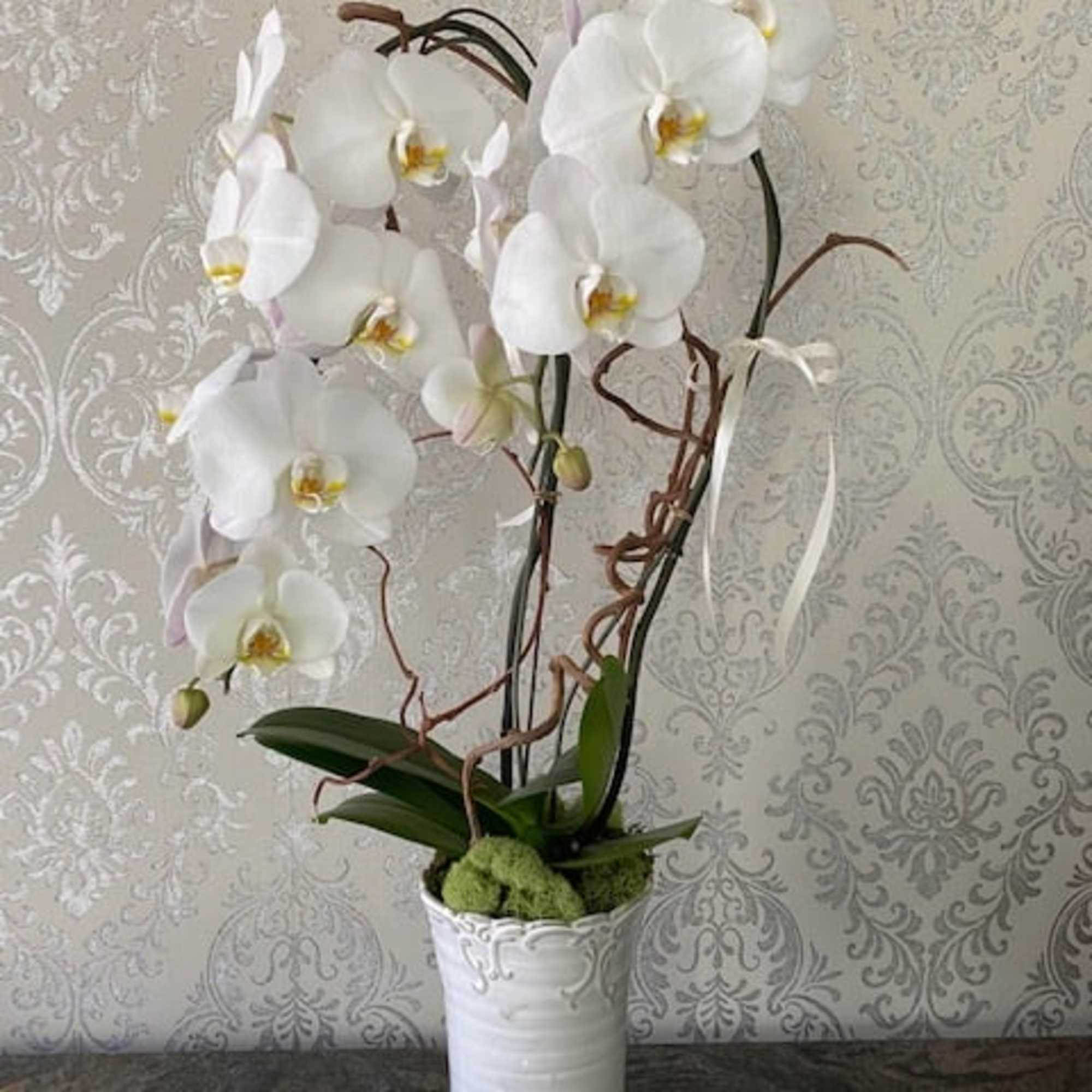 White orchid arrangement in a tall white vase, photo 2 of 2