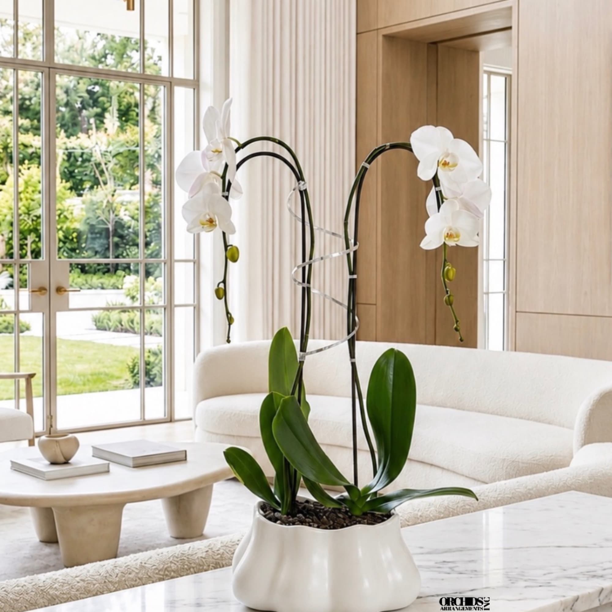 White orchid plant in a white ceramic pot on a table
