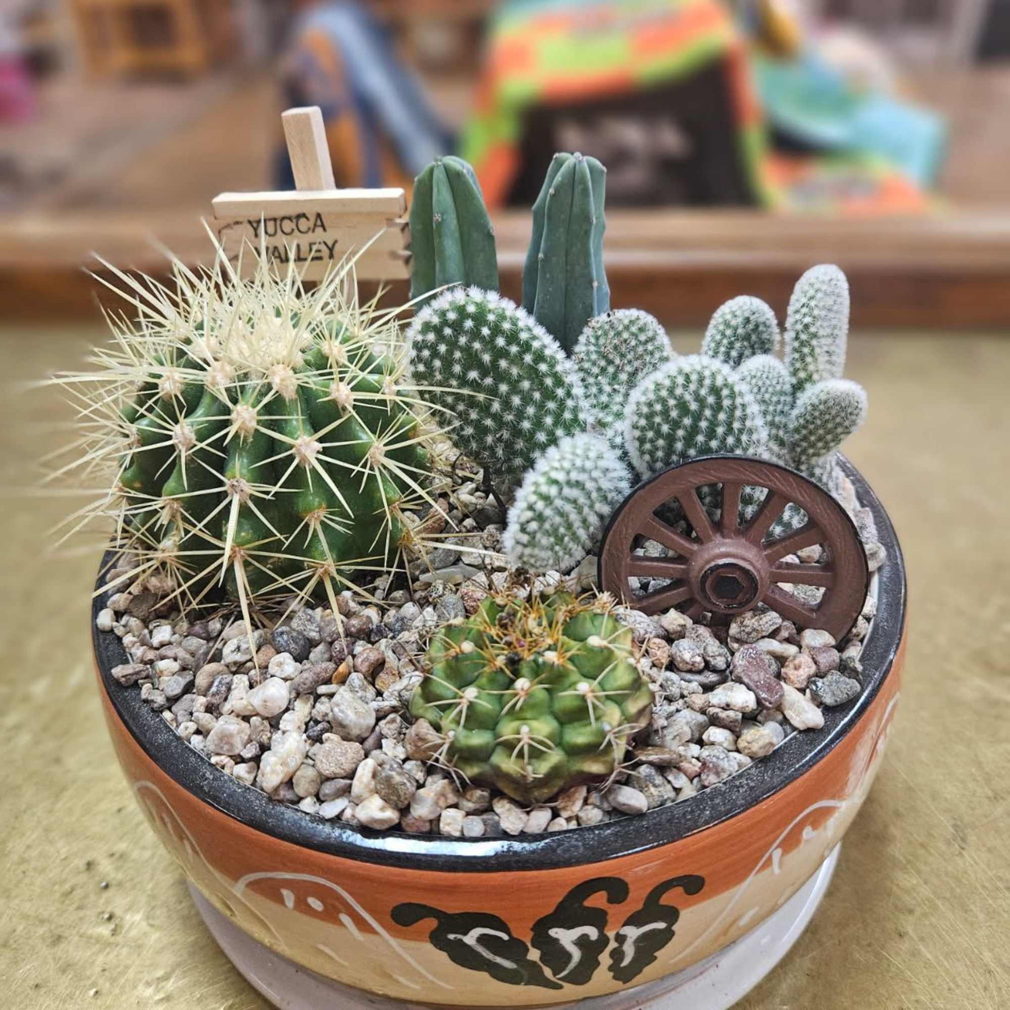 Potted cactus arrangement with assorted succulents and gravel