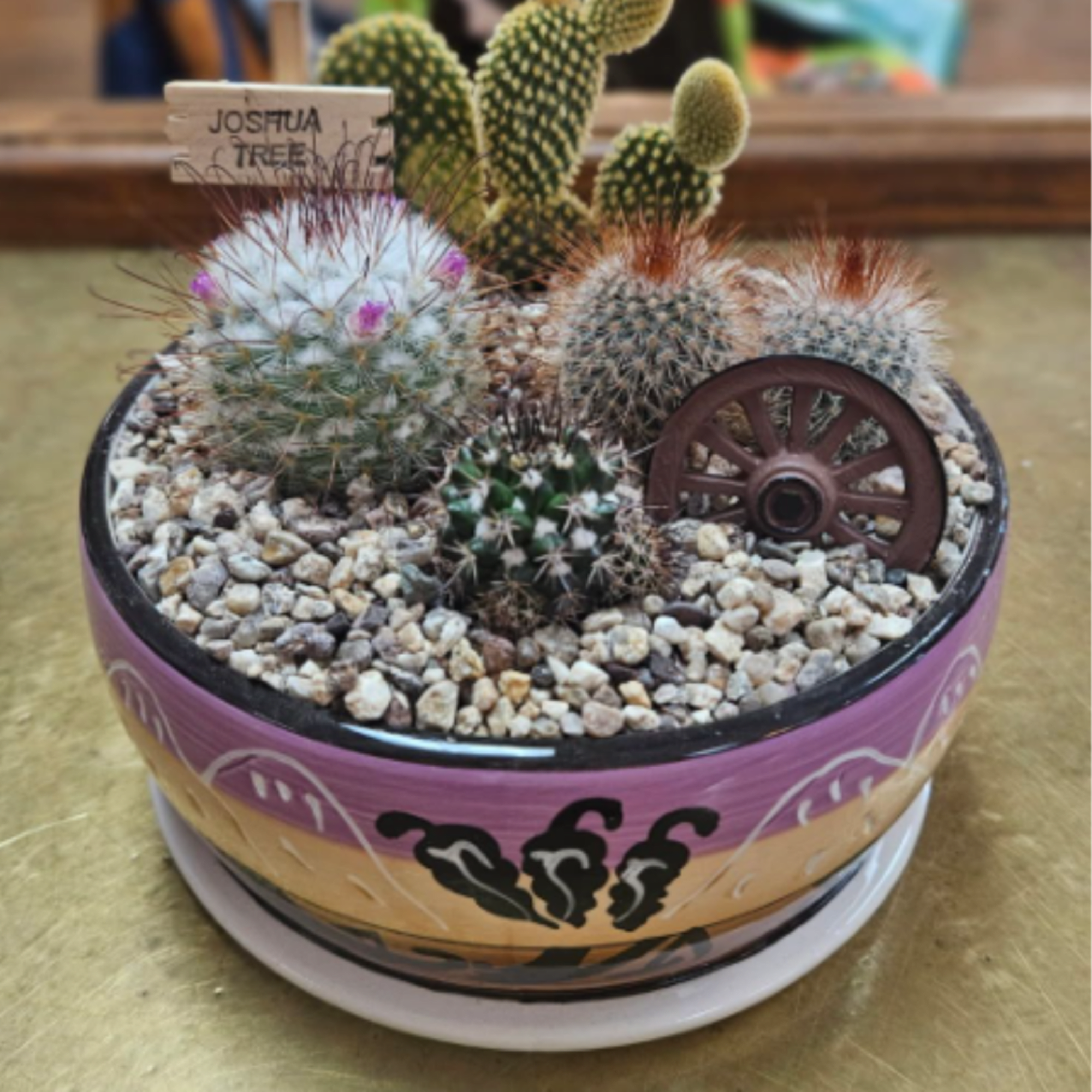 4 assorted cacti in a 6" ceramic container (pots come in assorted
