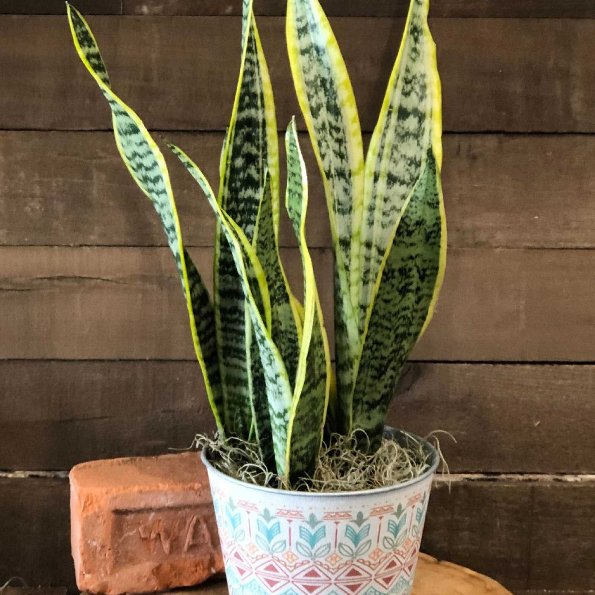 Potted snake plant in a patterned metal container