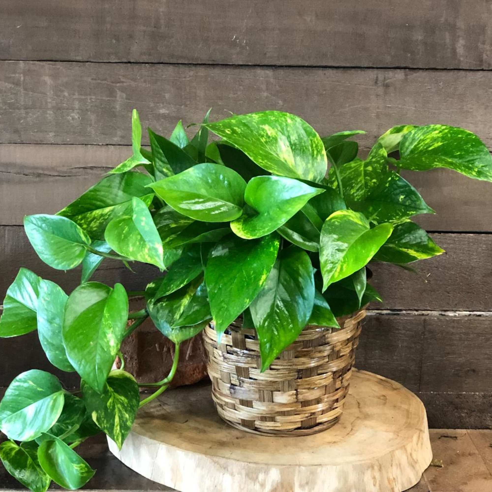 Potted pothos plant in a woven basket planter