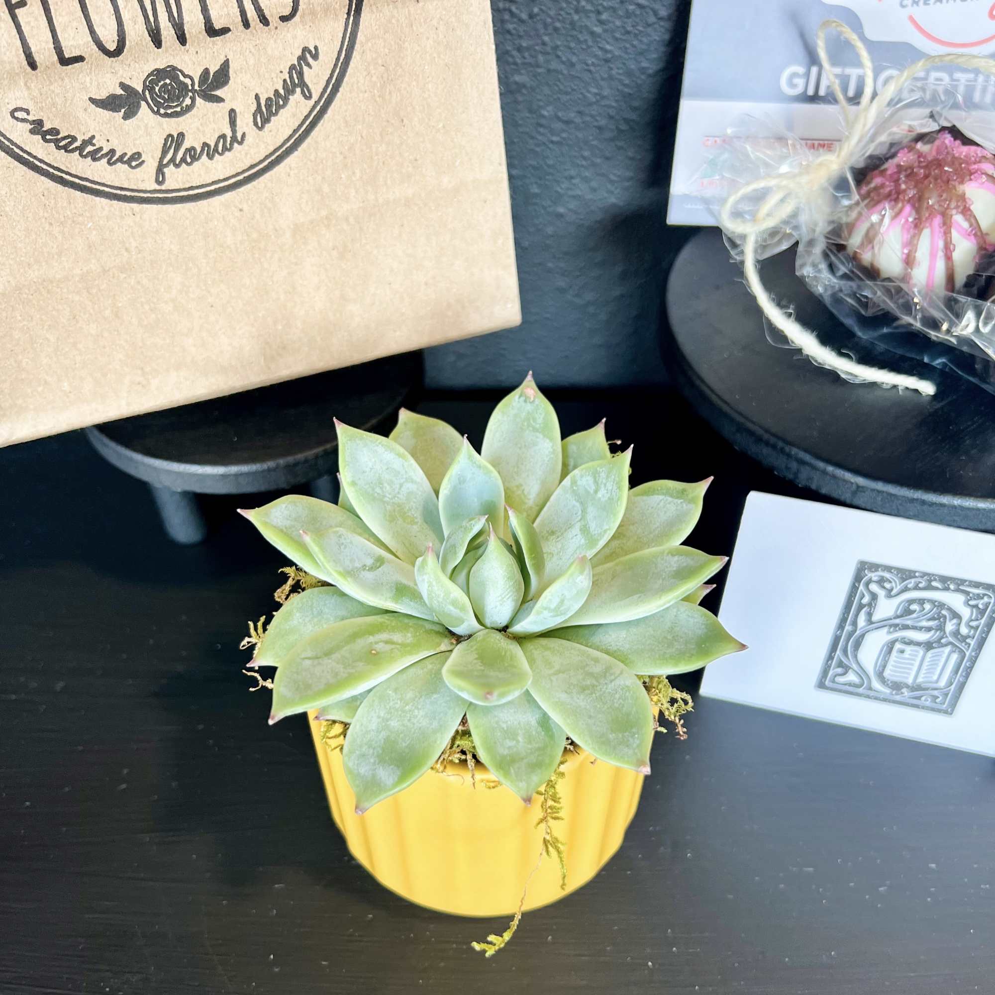 Potted succulent in a yellow container on a dark surface