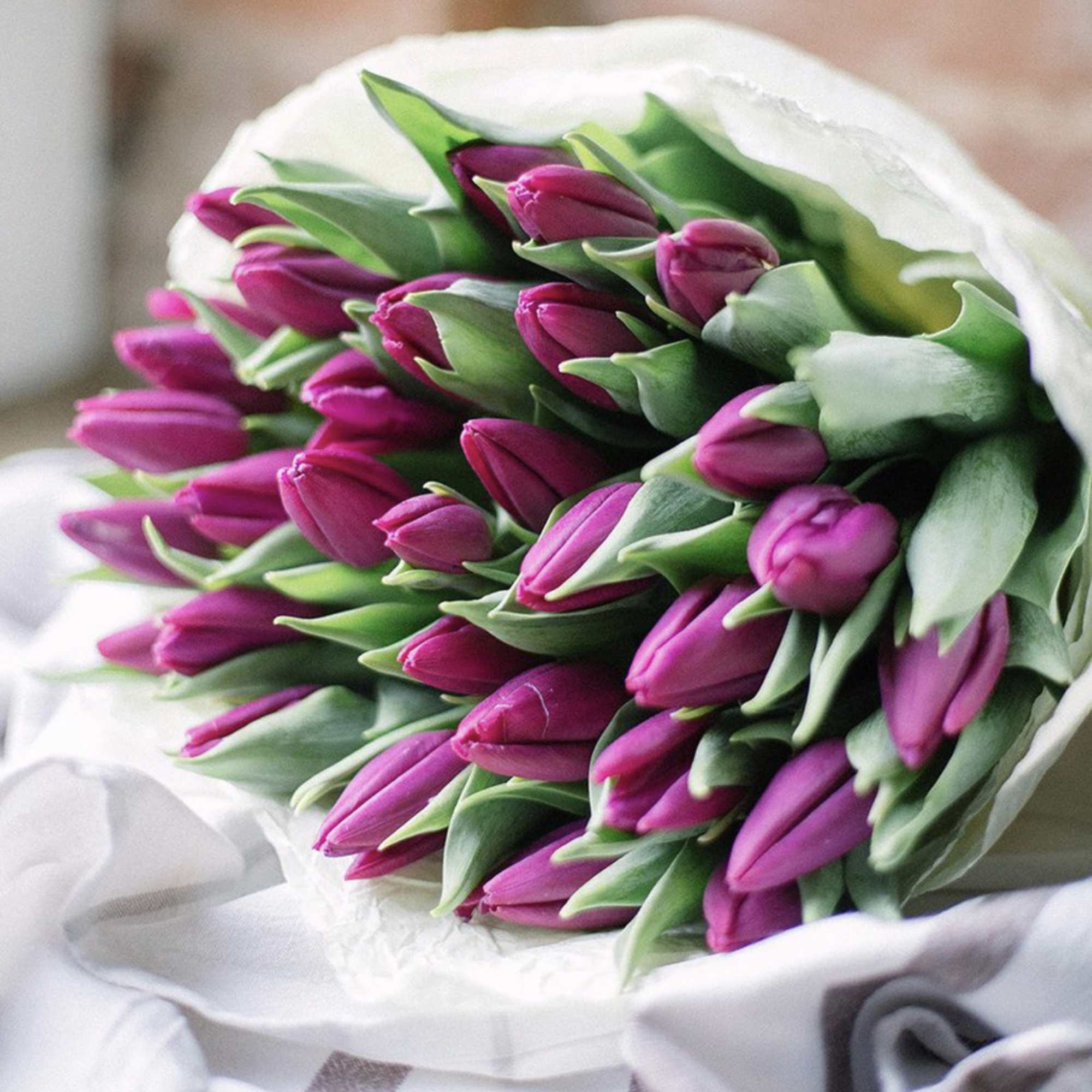 Bouquet of magenta tulips wrapped in white paper