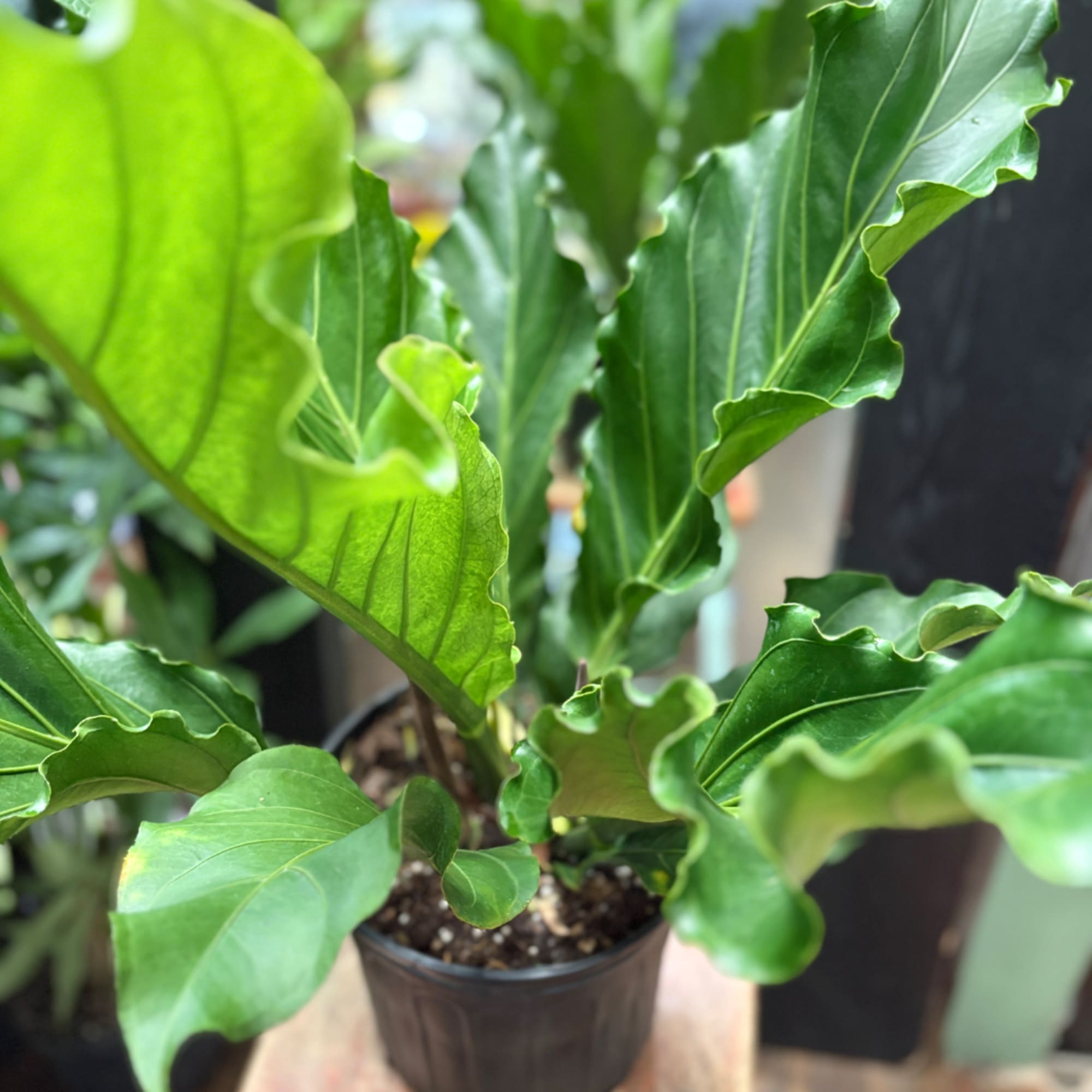 Potted green houseplant with large wavy leaves, photo 2 of 3