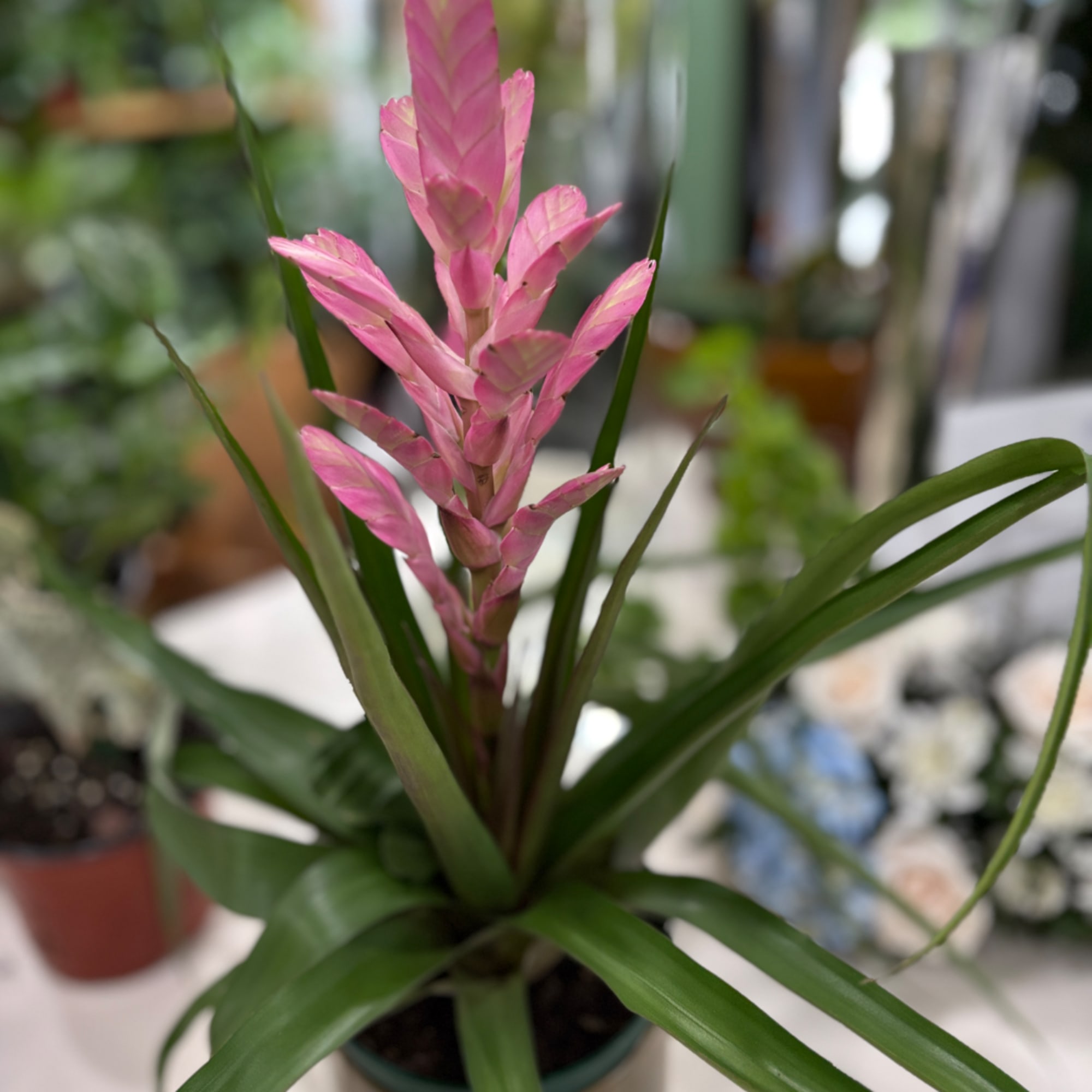 Pink bromeliad plant in a pot with long green leaves