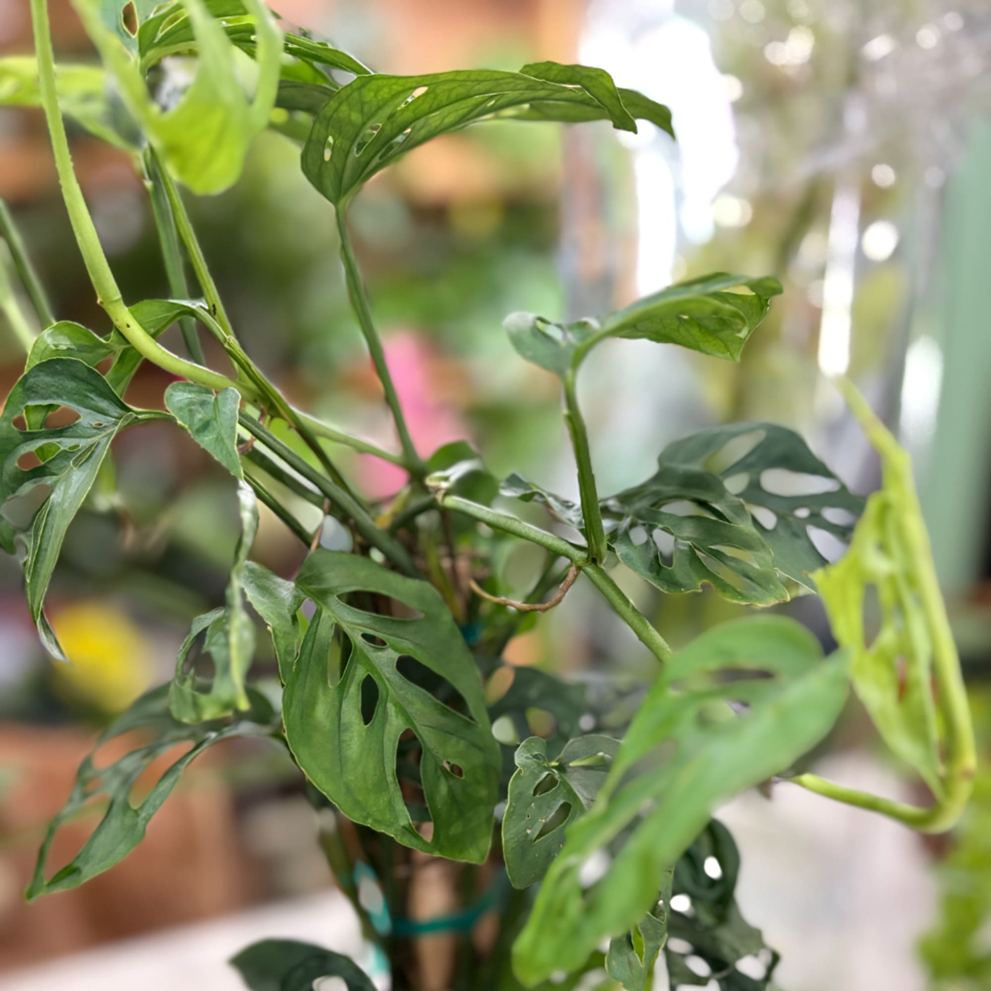 Close-up of a potted vine plant with split green leaves